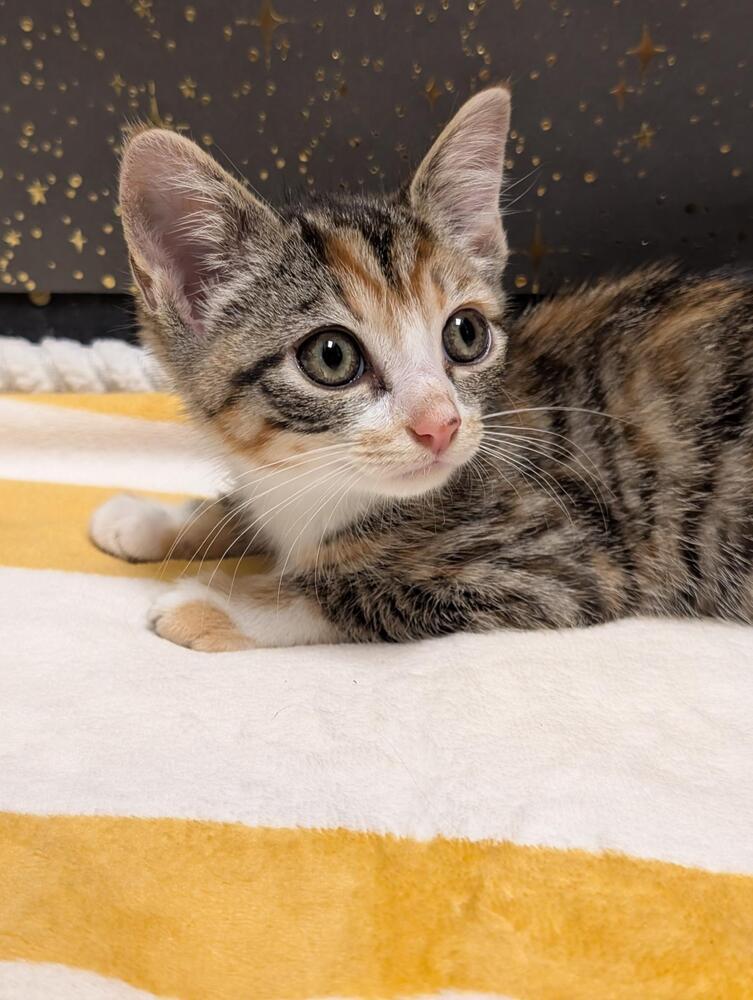 Periwinkle, a Adoptable mixed breed in Greensboro, NC image 1/3