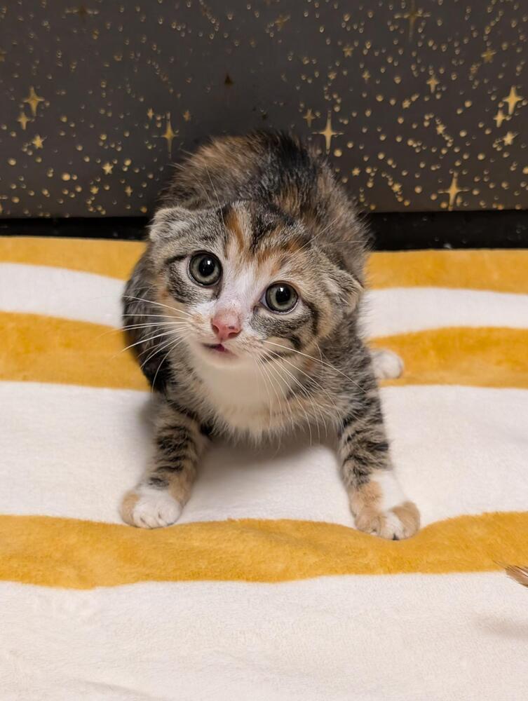 Periwinkle, a Adoptable mixed breed in Greensboro, NC image 2/3