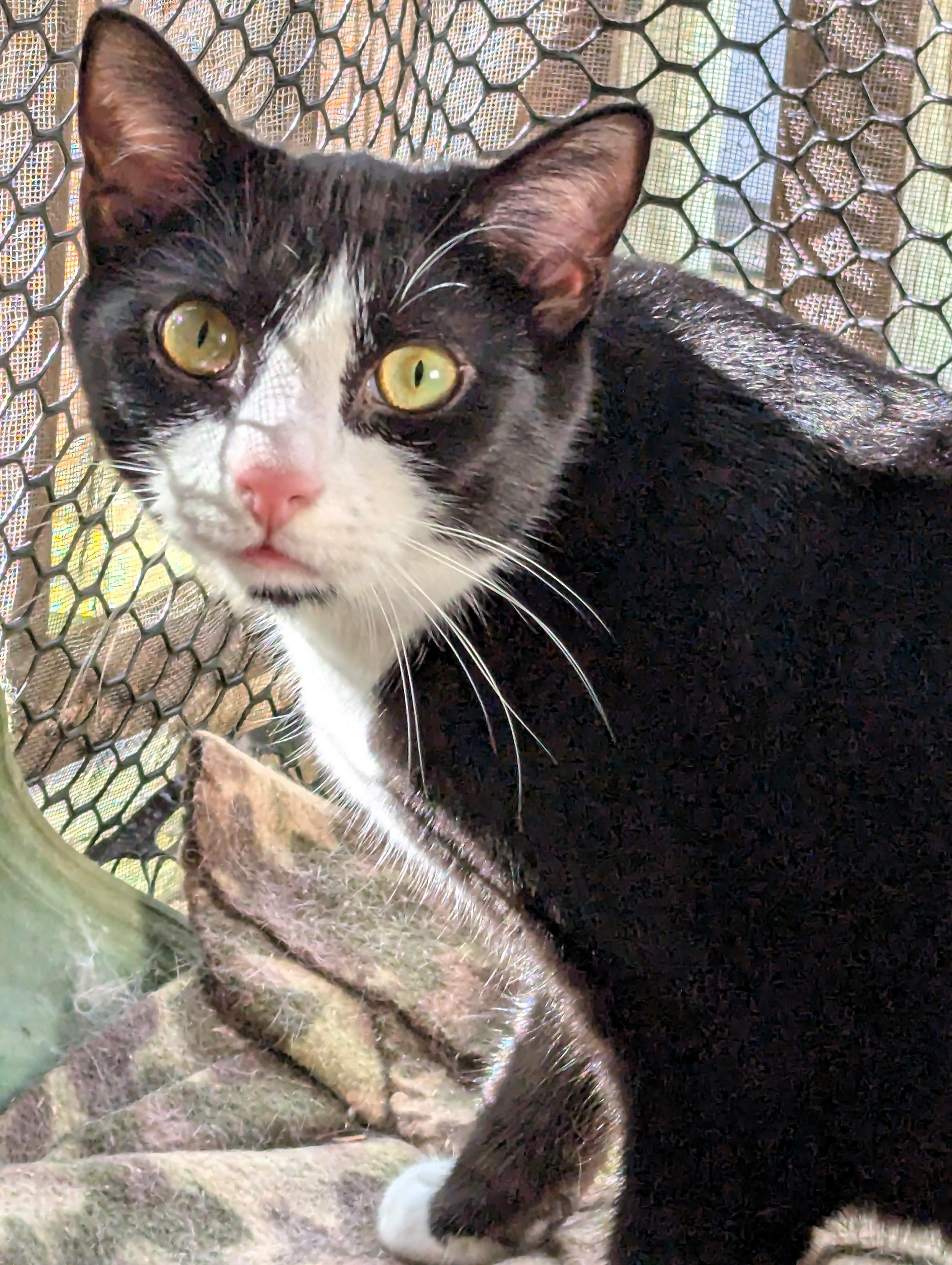 Enlarge Shrike, a Adoptable American Shorthair in Morgantown, WV image 1/6