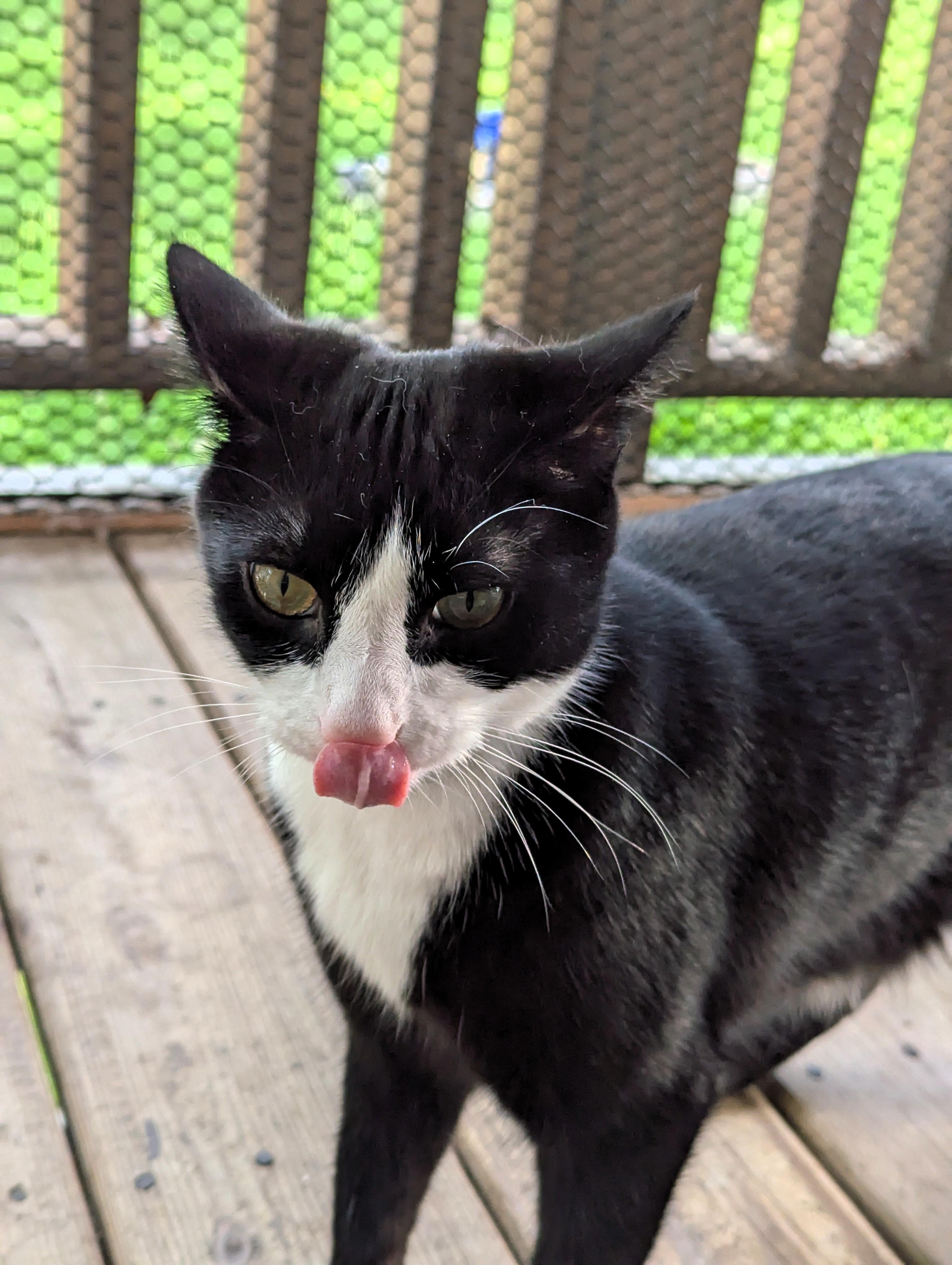 Enlarge Shrike, a Adoptable American Shorthair in Morgantown, WV image 4/6