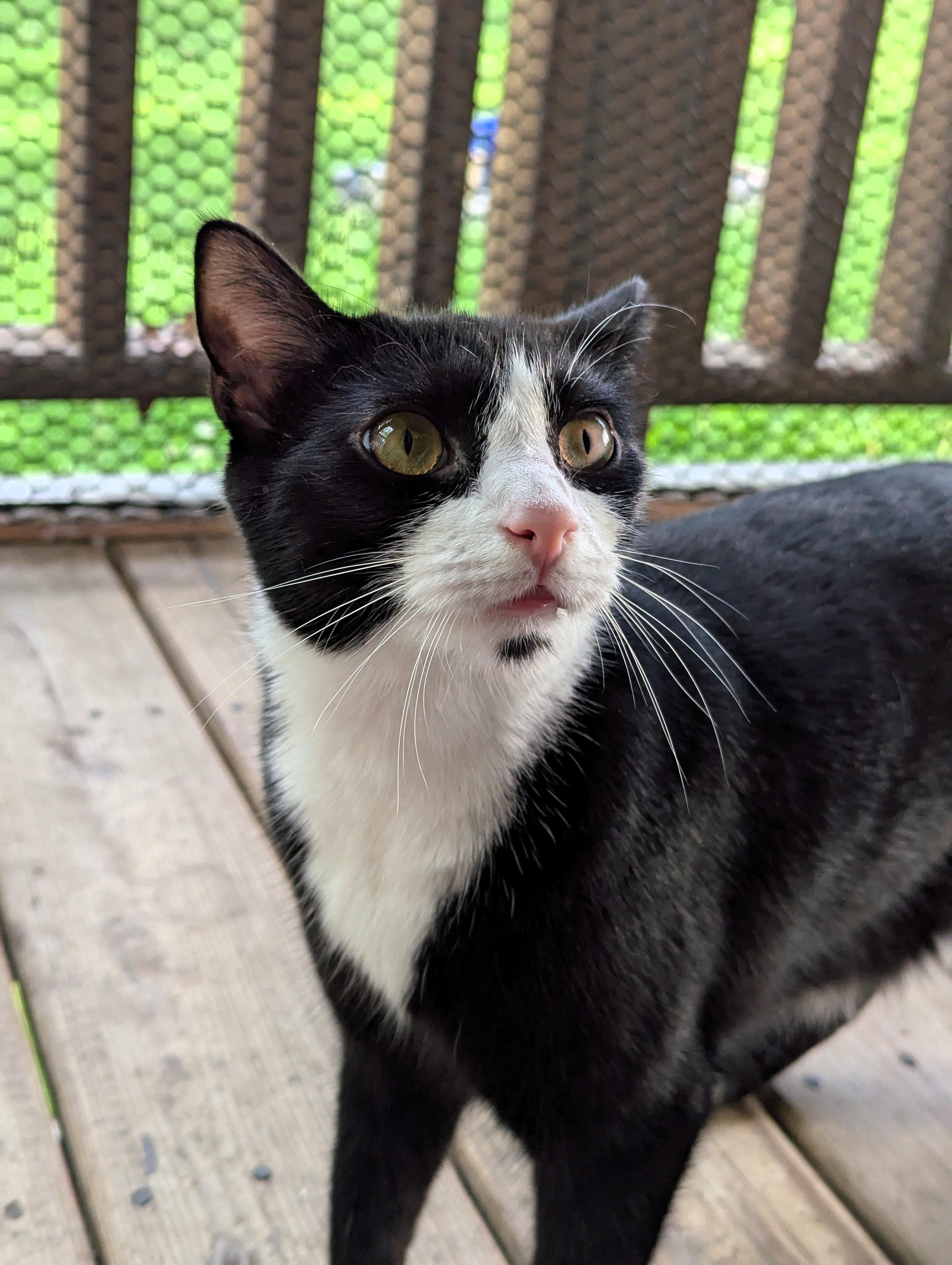 Enlarge Shrike, a Adoptable American Shorthair in Morgantown, WV image 3/6