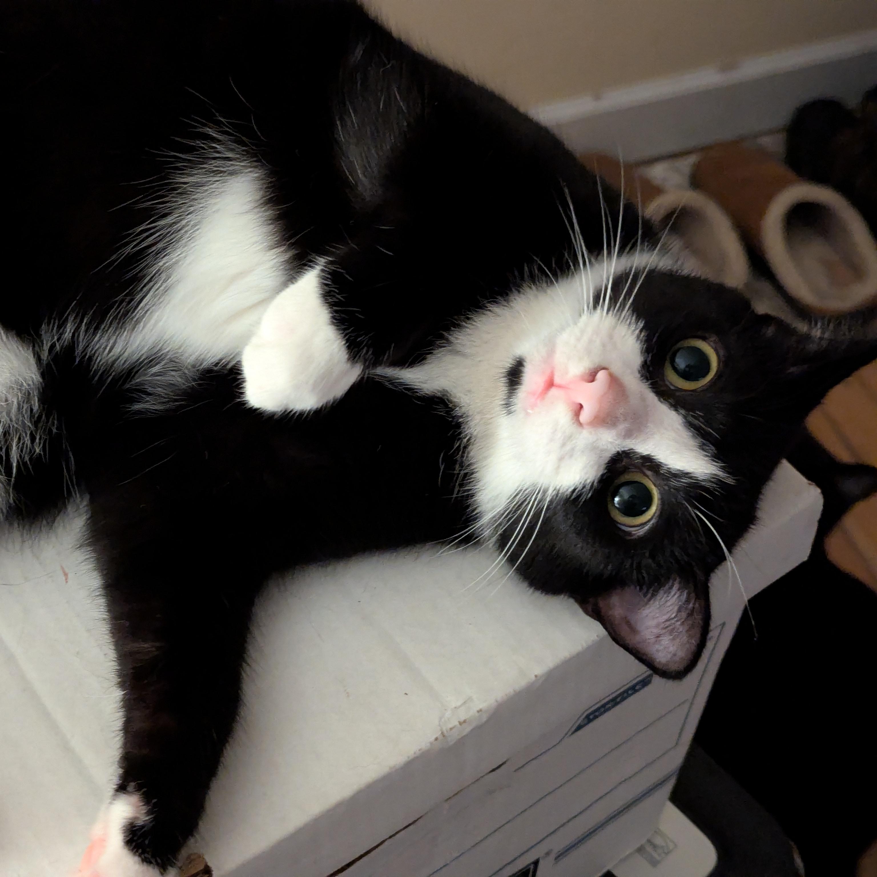 Enlarge Shrike, a Adoptable American Shorthair in Morgantown, WV image 2/6