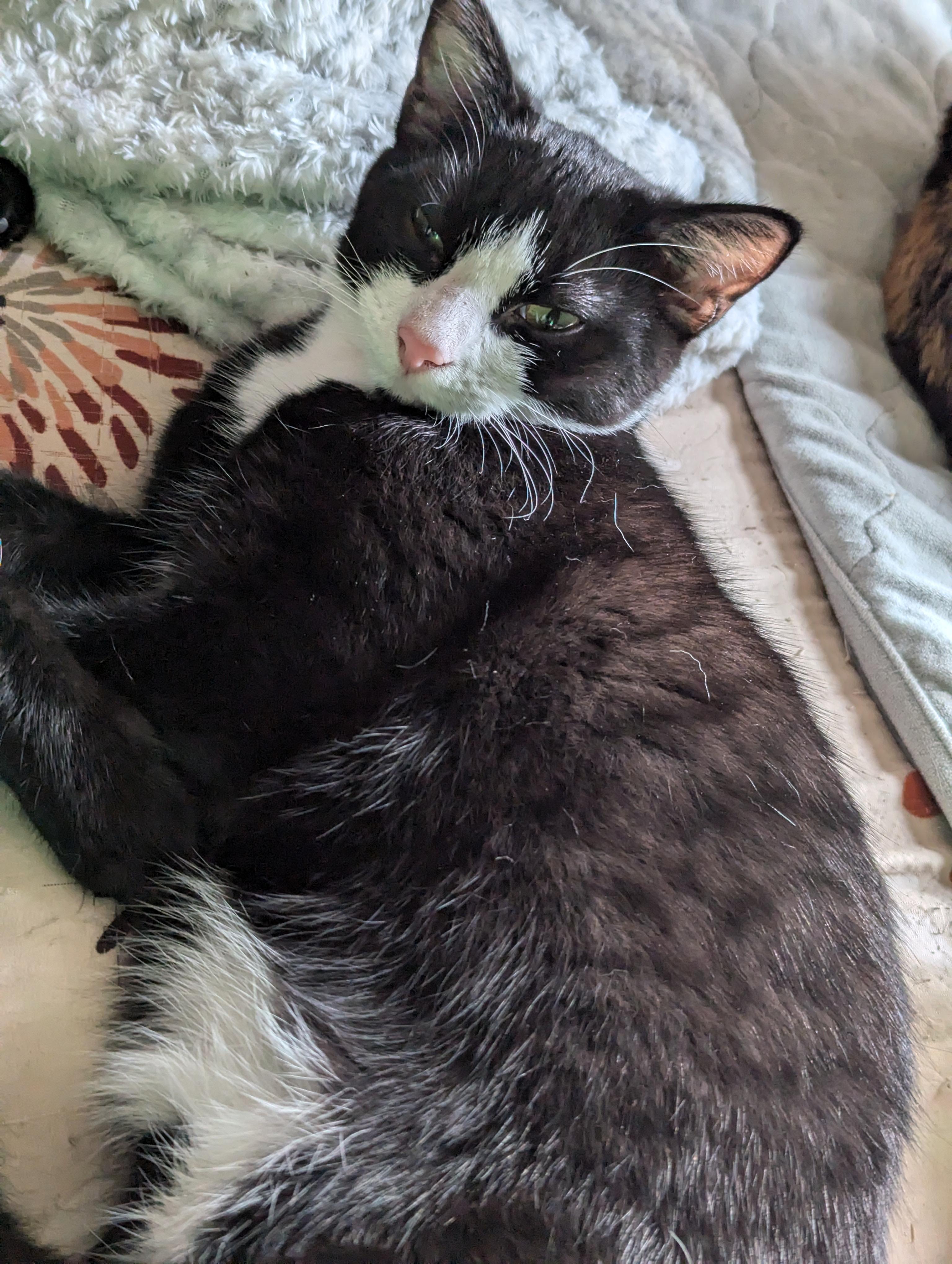 Enlarge Shrike, a Adoptable American Shorthair in Morgantown, WV image 6/6