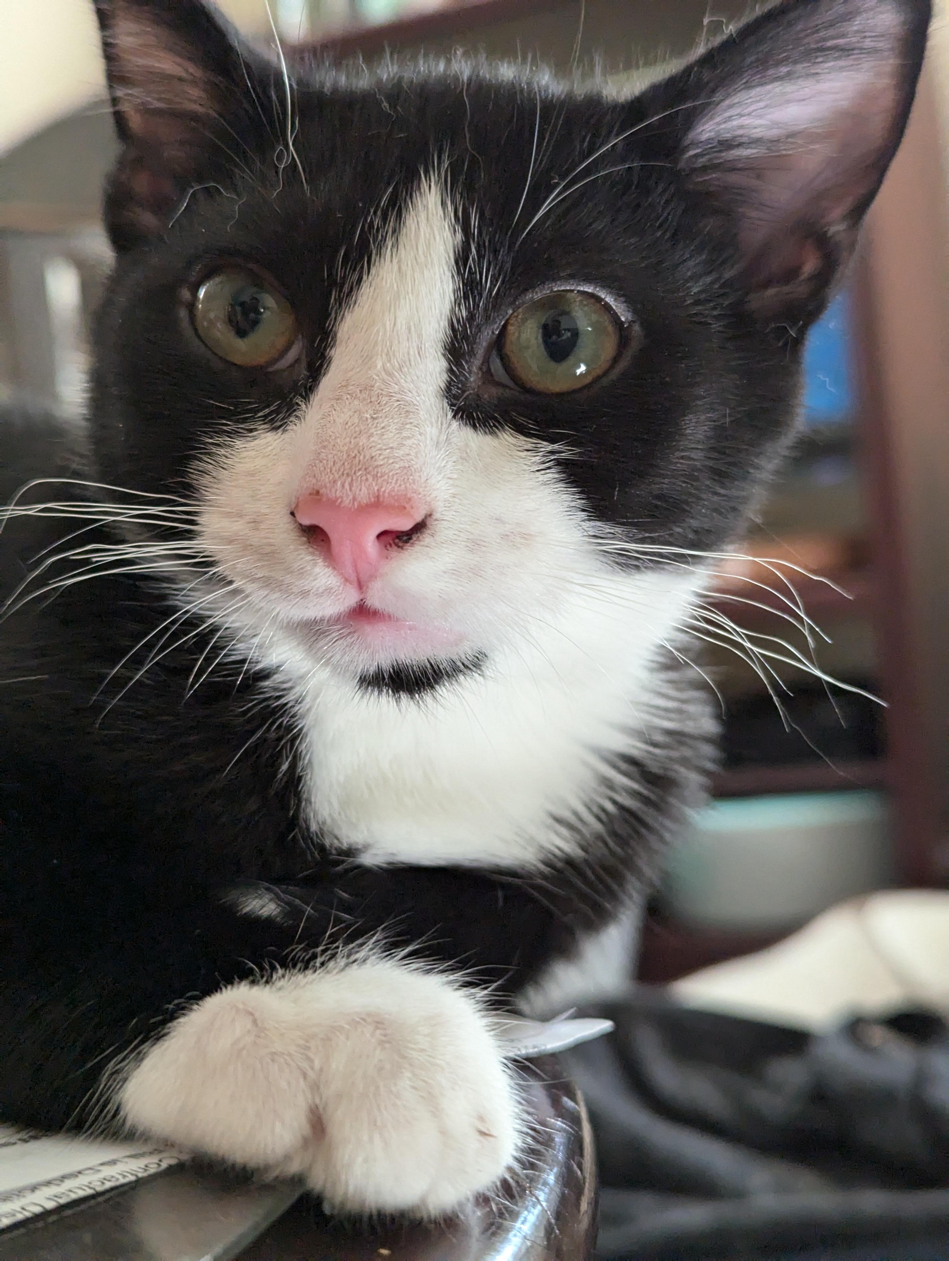 Enlarge Shrike, a Adoptable American Shorthair in Morgantown, WV image 5/6