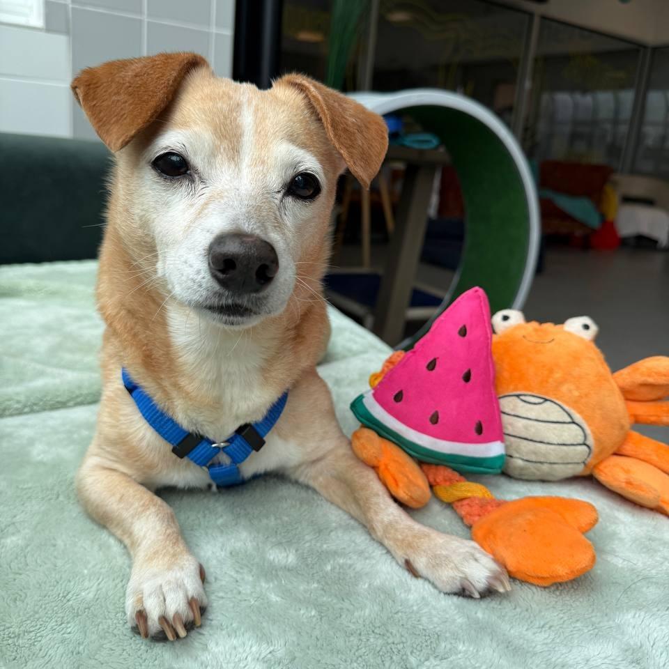Enlarge Henry, a Adoptable Mixed Breed in Wantagh, NY image 2/6