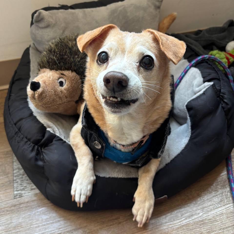 Enlarge Henry, a Adoptable Mixed Breed in Wantagh, NY image 5/6