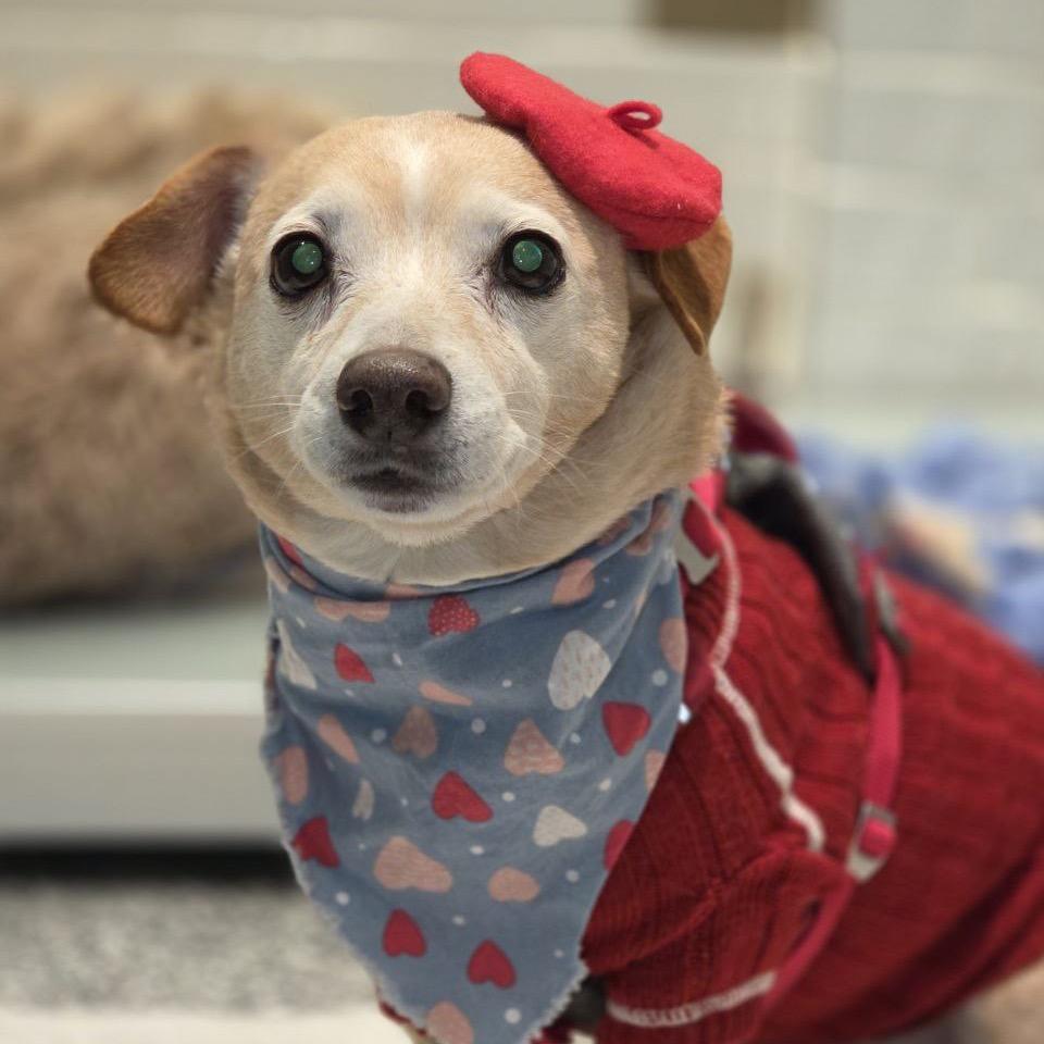 Henry — thumbnail 6