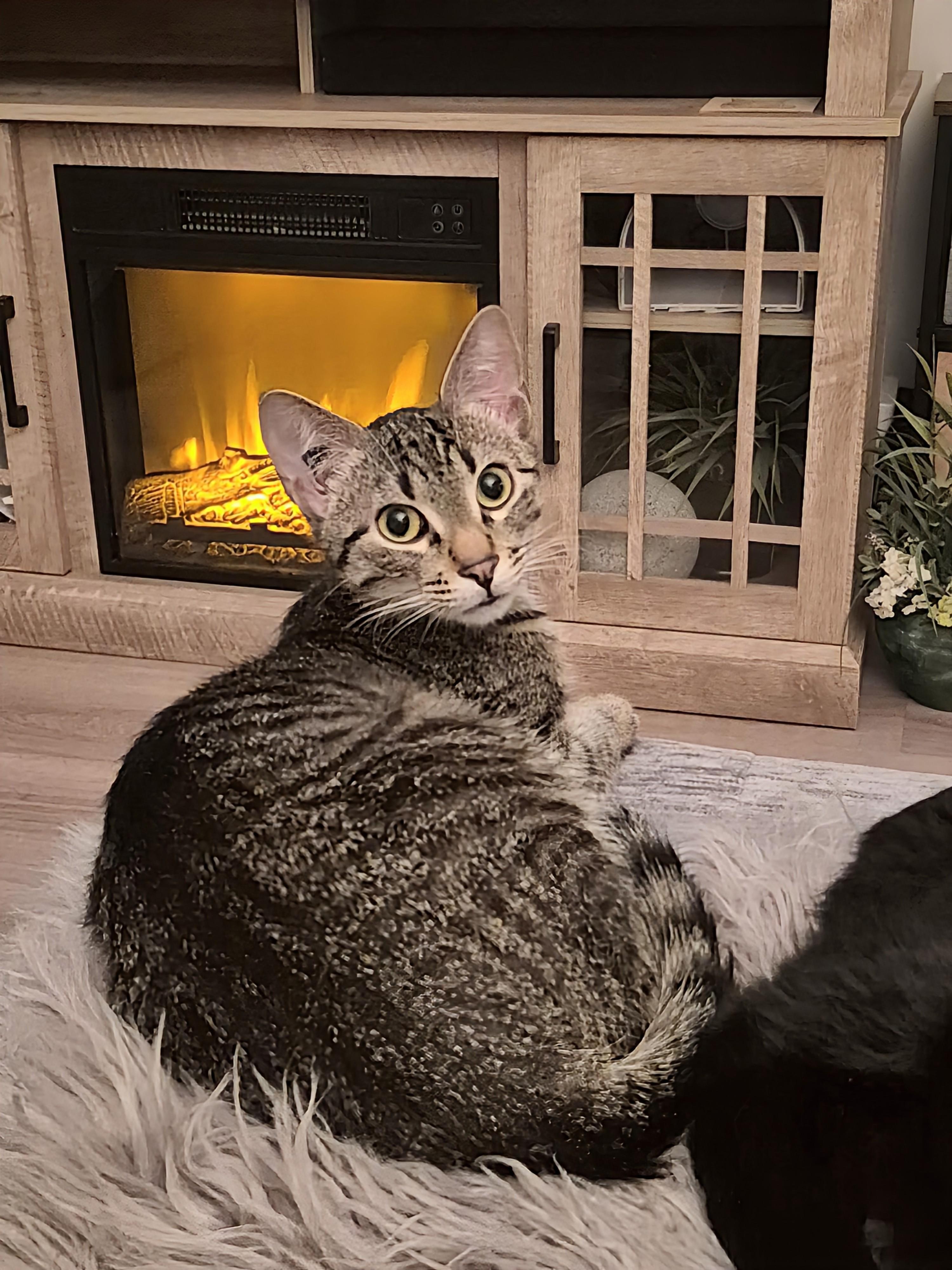 Bolt, ADOPTABLE, Kitten Male Domestic Short Hair.