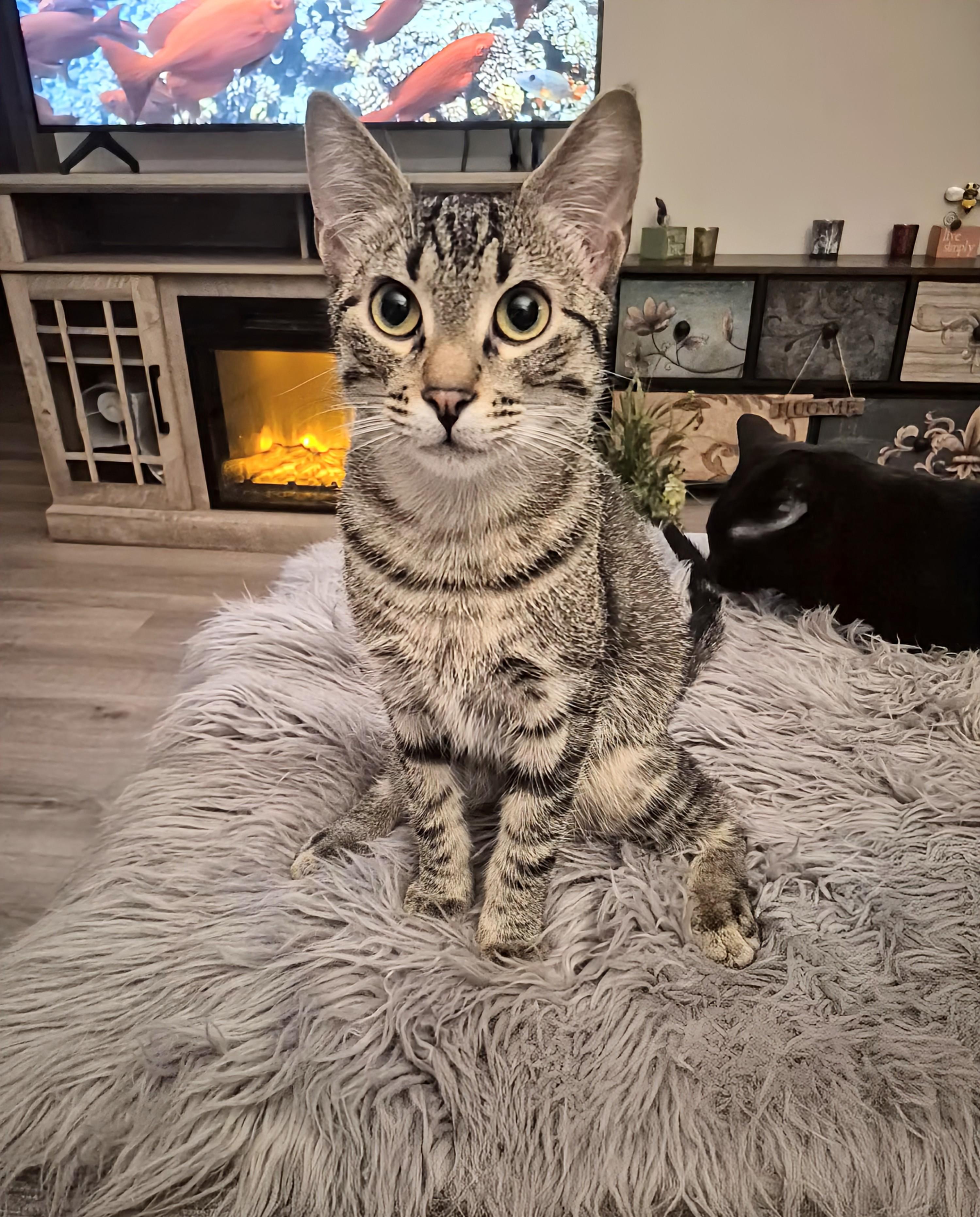 Bolt, a ADOPTABLE Domestic Short Hair in Winnipeg, MB image 4/5