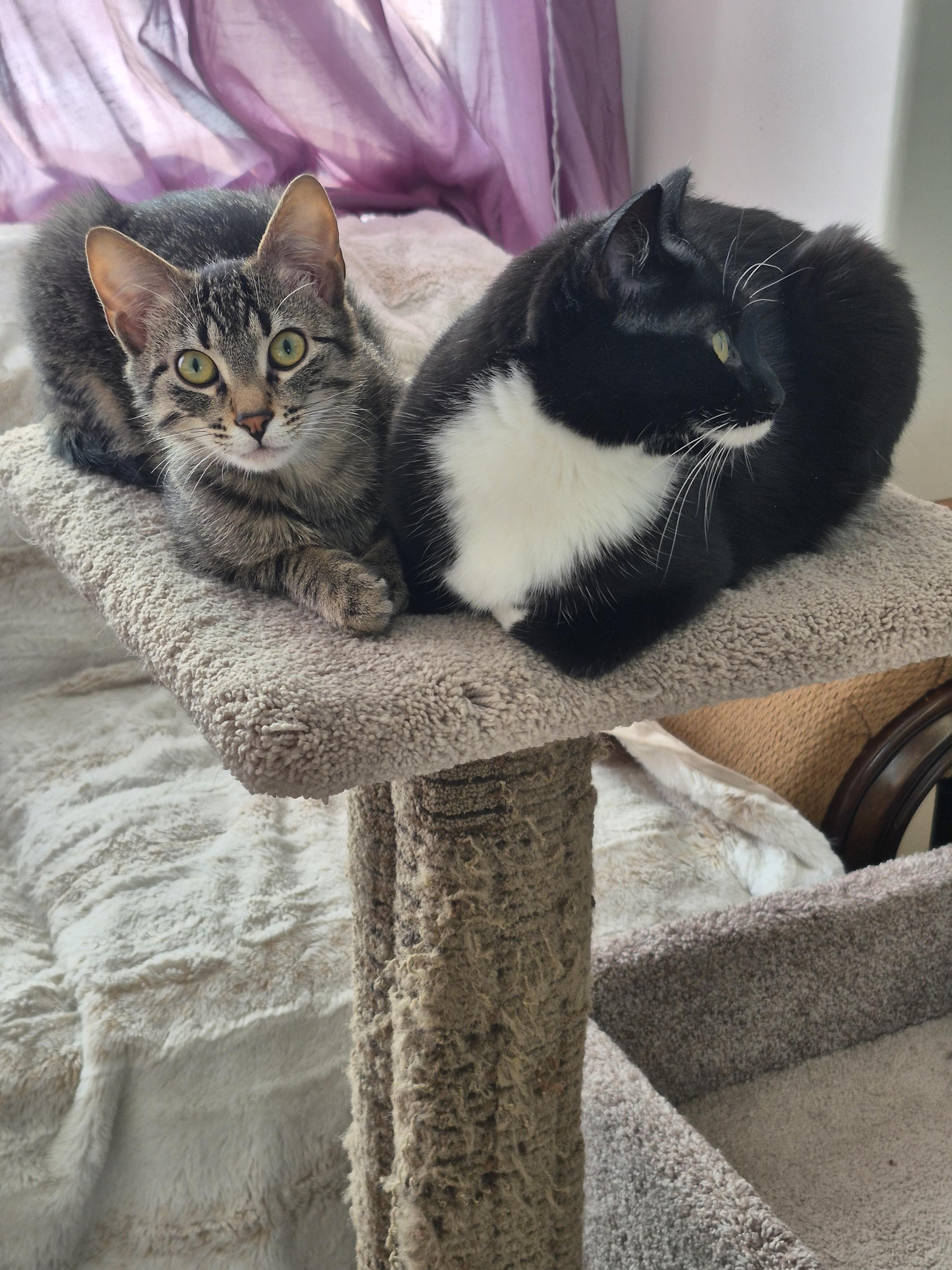 Bolt, a ADOPTABLE Domestic Short Hair in Winnipeg, MB image 2/5