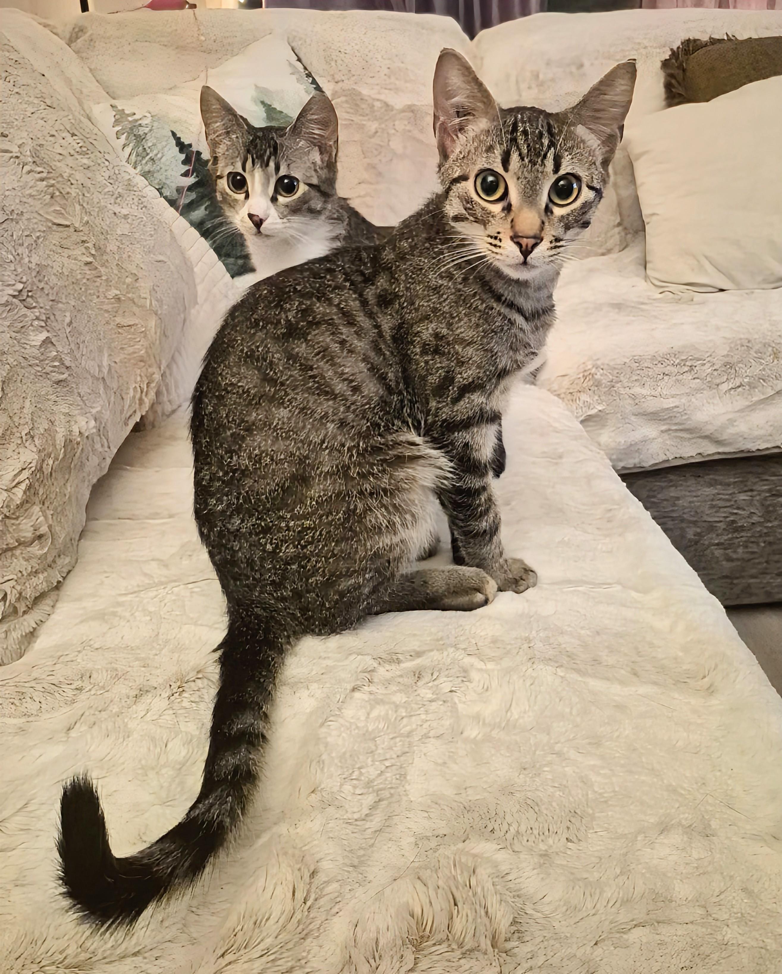 Bolt, a ADOPTABLE Domestic Short Hair in Winnipeg, MB image 3/5