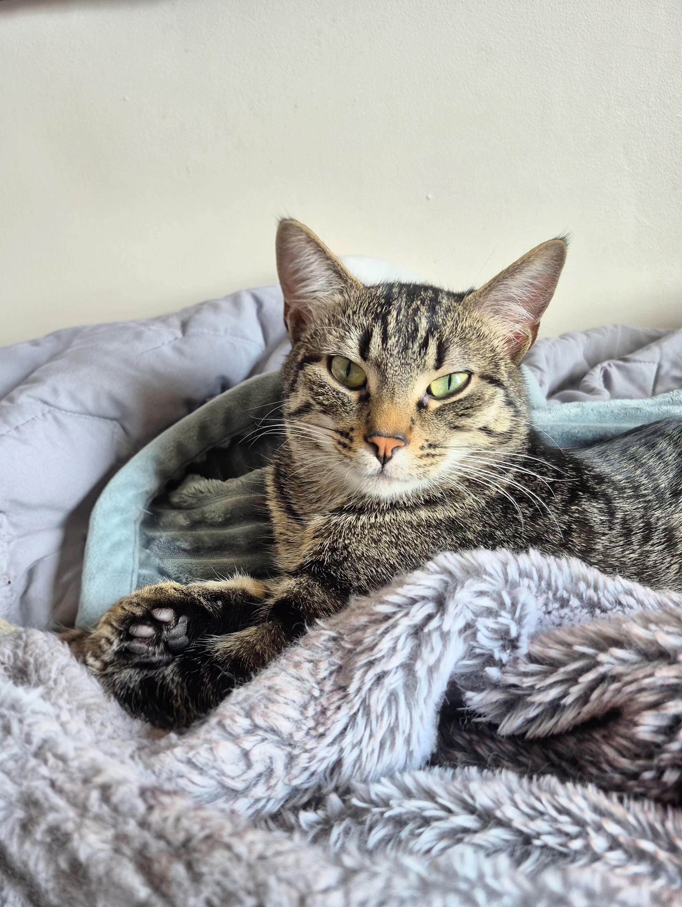 Bolt, a ADOPTABLE Domestic Short Hair in Winnipeg, MB image 5/5