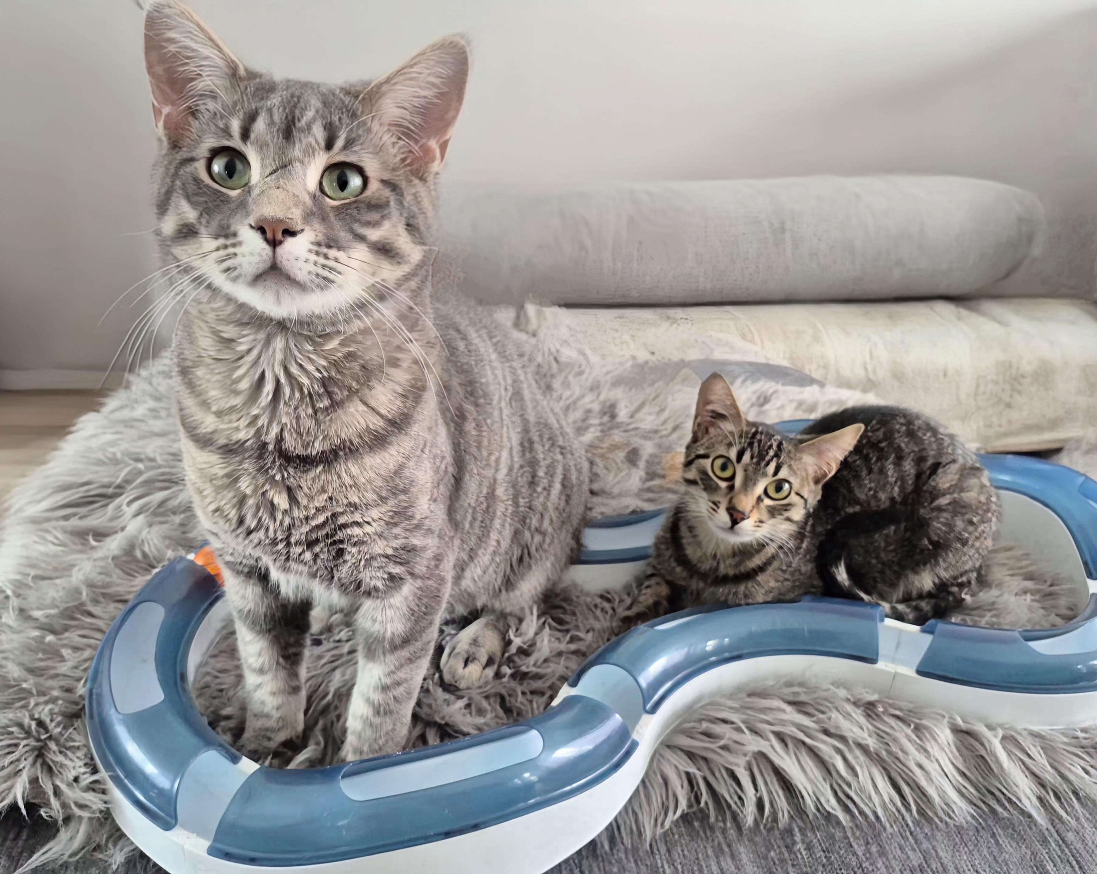 Bolt, a ADOPTABLE Domestic Short Hair in Winnipeg, MB image 5/5