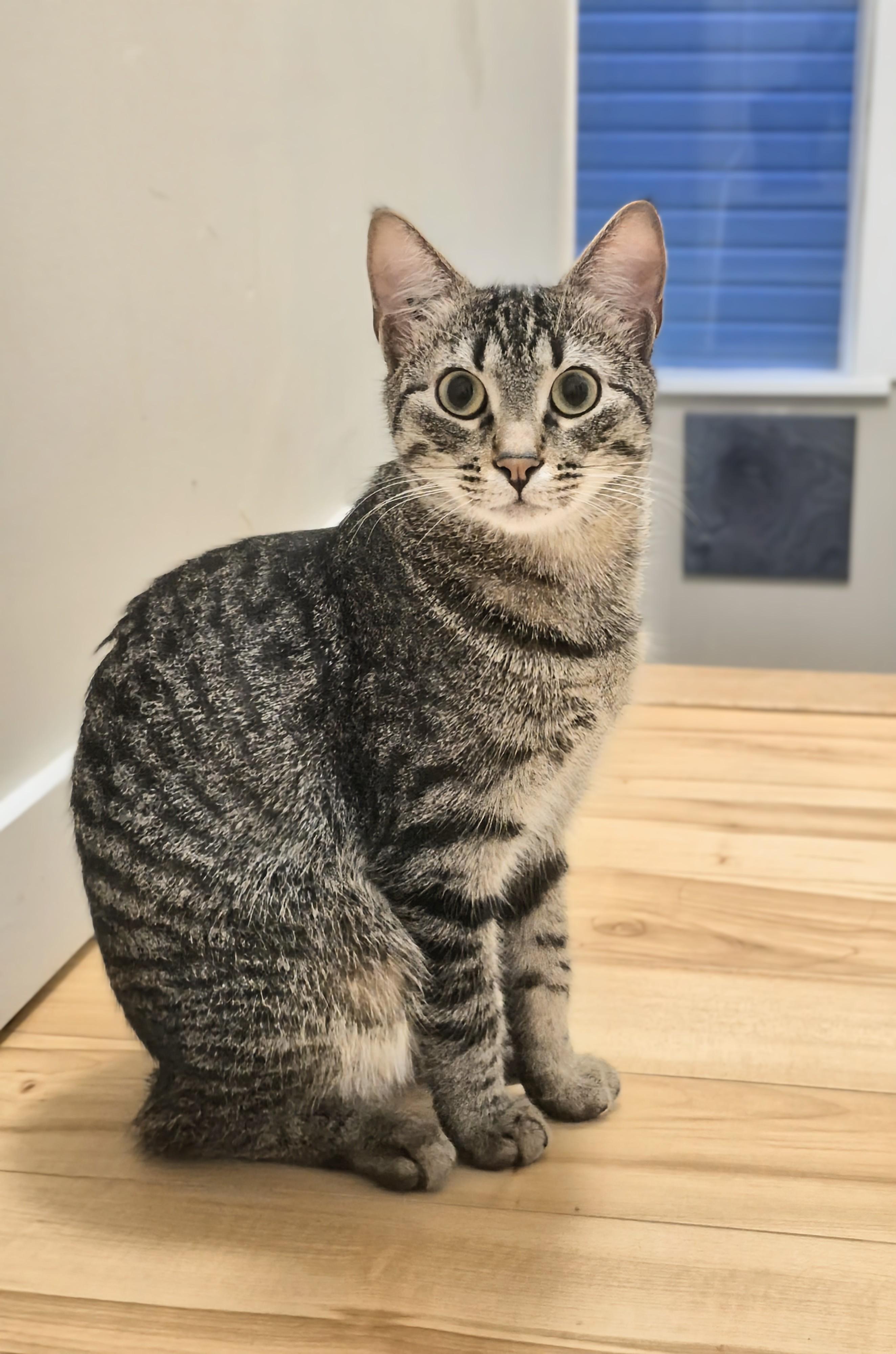 Bolt, a ADOPTABLE Domestic Short Hair in Winnipeg, MB image 1/5