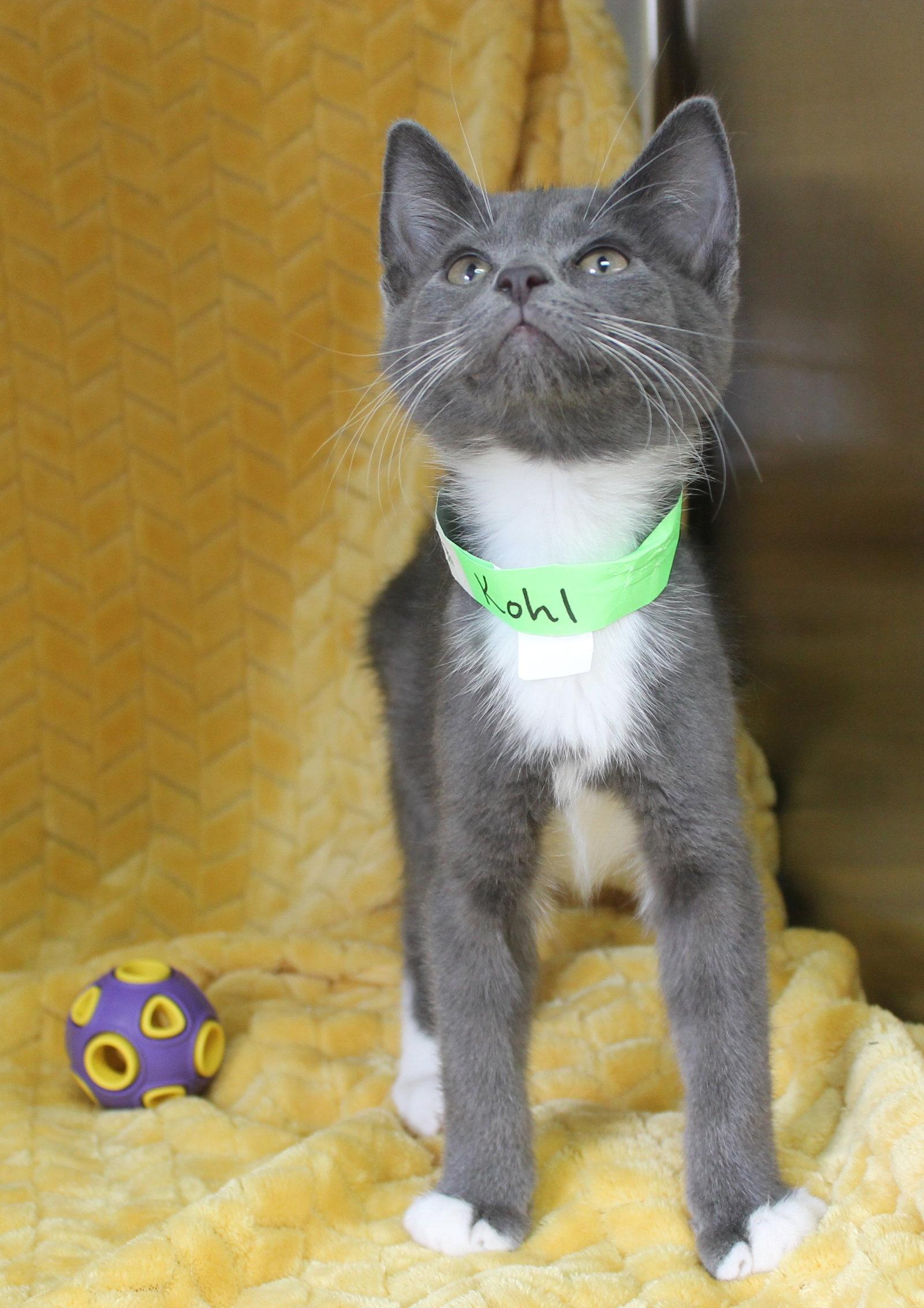 Kohl - 43700, Adopted, Kitten Male Domestic Short Hair.