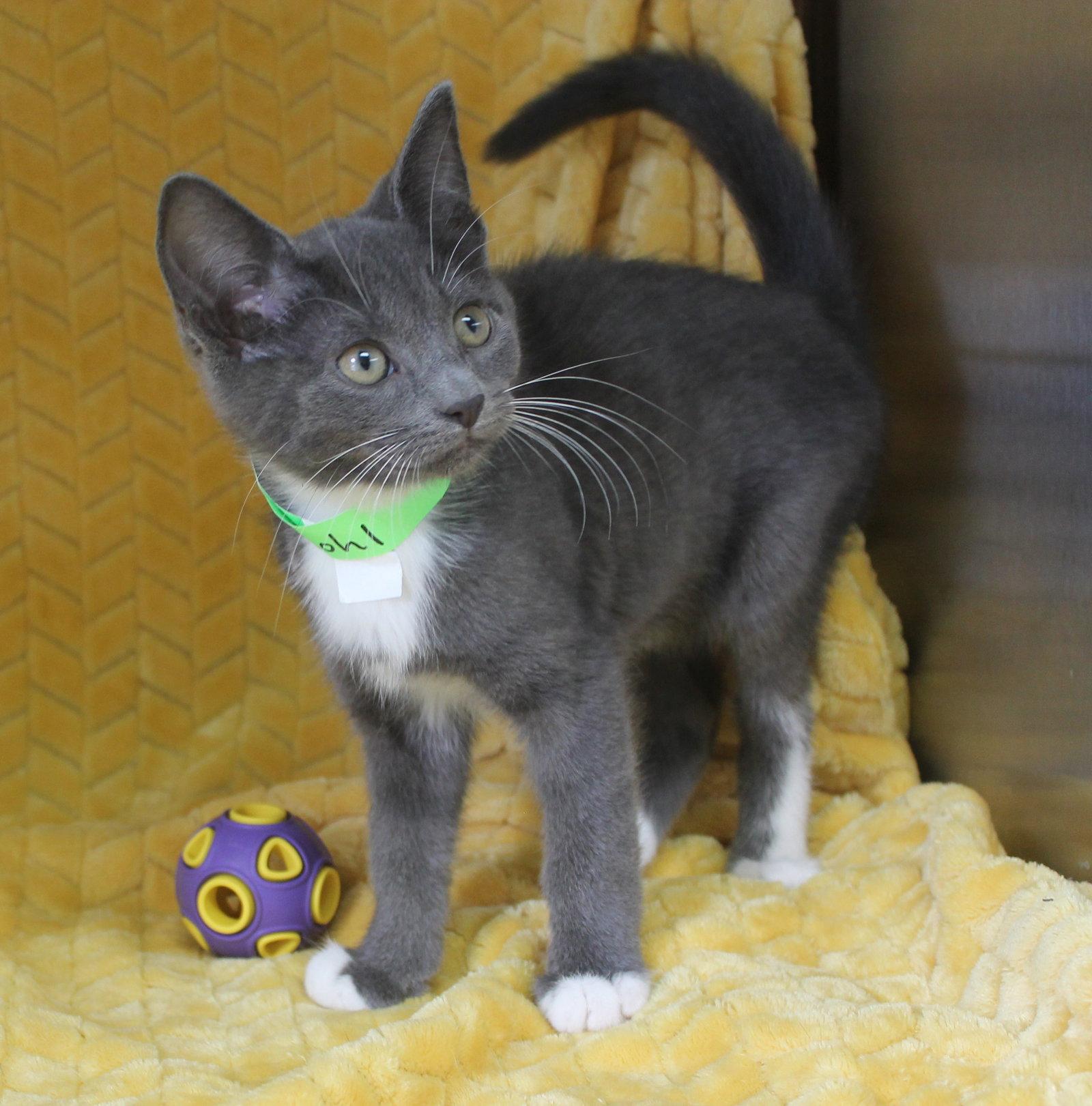 Kohl - 43700, a Adopted Domestic Short Hair in Prattville, AL image 2/3