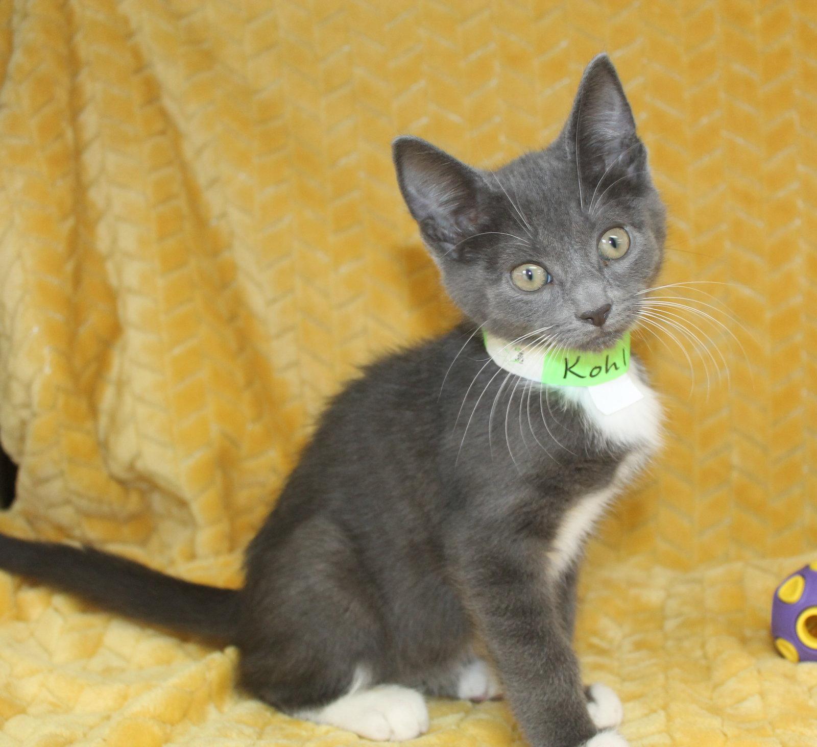 Kohl - 43700, a Adopted Domestic Short Hair in Prattville, AL image 3/3
