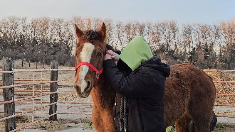 Diamond, Adoptable, Adult Female Quarterhorse.
