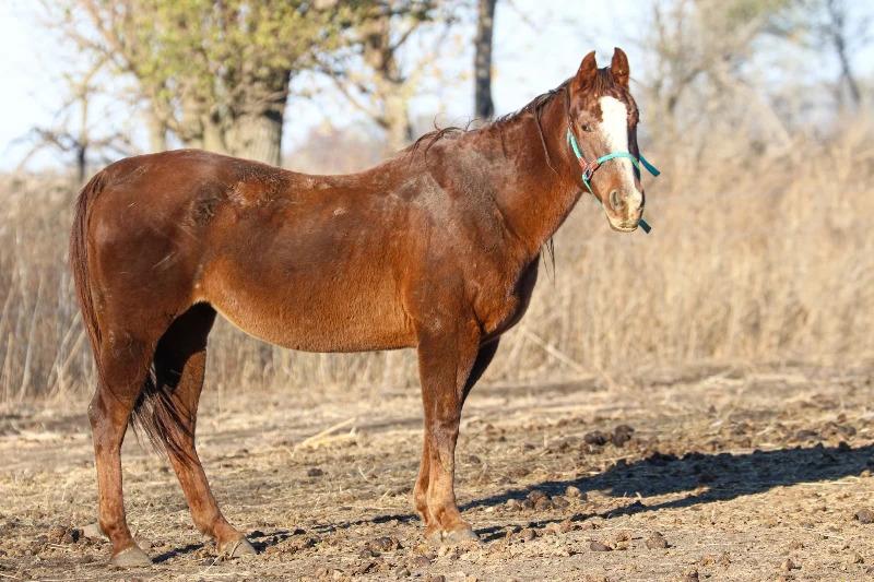 Diamond, Adoptable, Adult Female Quarterhorse.