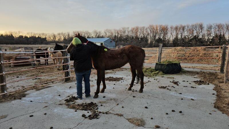 Enlarge Diamond, a Adoptable Quarterhorse in Scotland, SD image 3/4