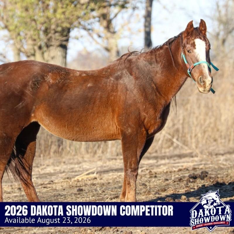 Enlarge Diamond, a Adoptable Quarterhorse in Scotland, SD image 4/4
