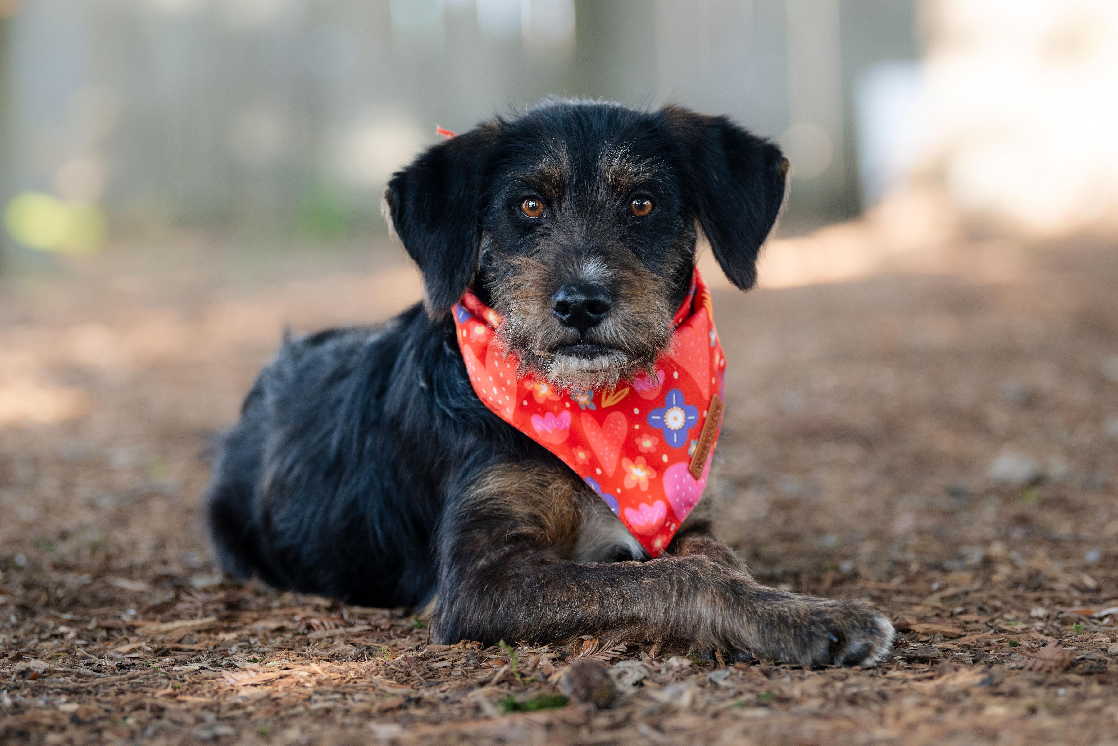 Enlarge Chispa, a ADOPTABLE mixed breed in Santa Rosa, CA image 4/5