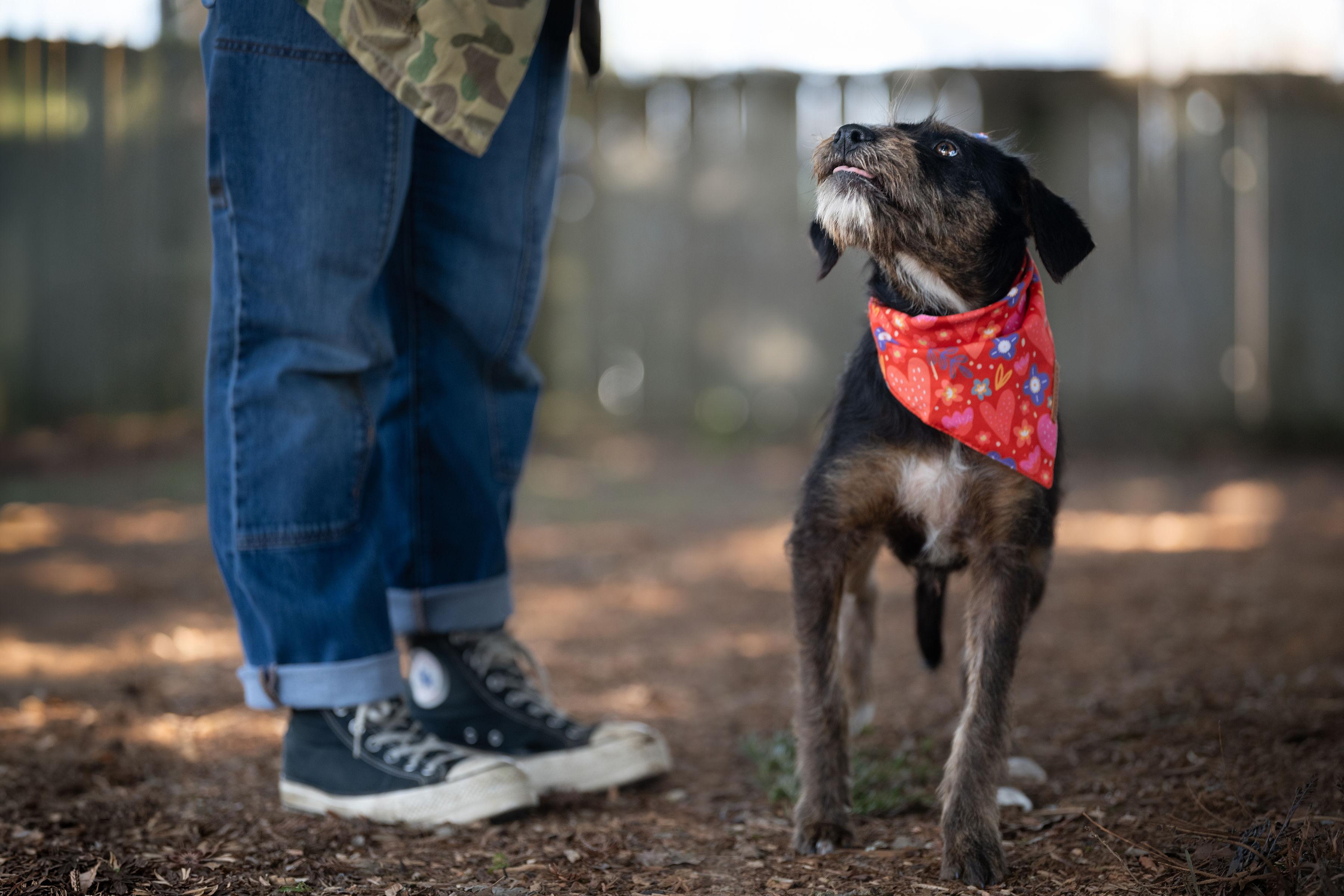 Enlarge Chispa, a ADOPTABLE mixed breed in Santa Rosa, CA image 3/5
