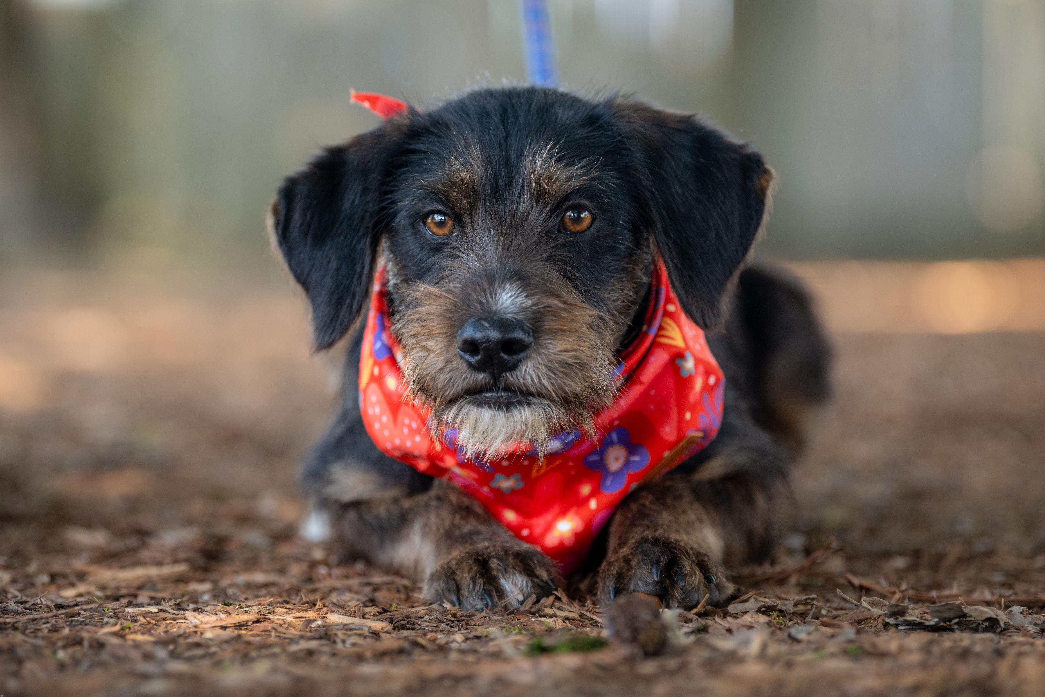 Enlarge Chispa, a ADOPTABLE mixed breed in Santa Rosa, CA image 2/5