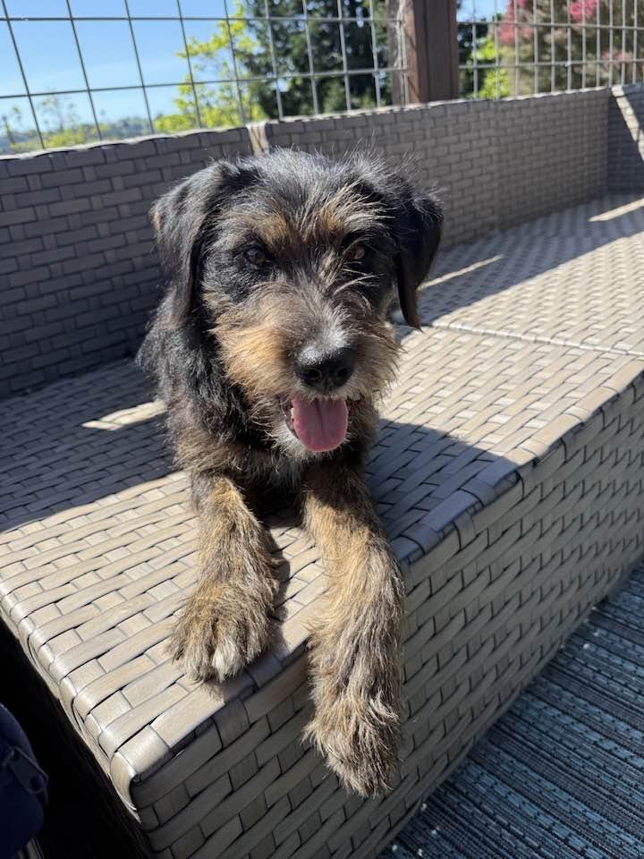 Enlarge Chispa, a ADOPTABLE mixed breed in Santa Rosa, CA image 1/6
