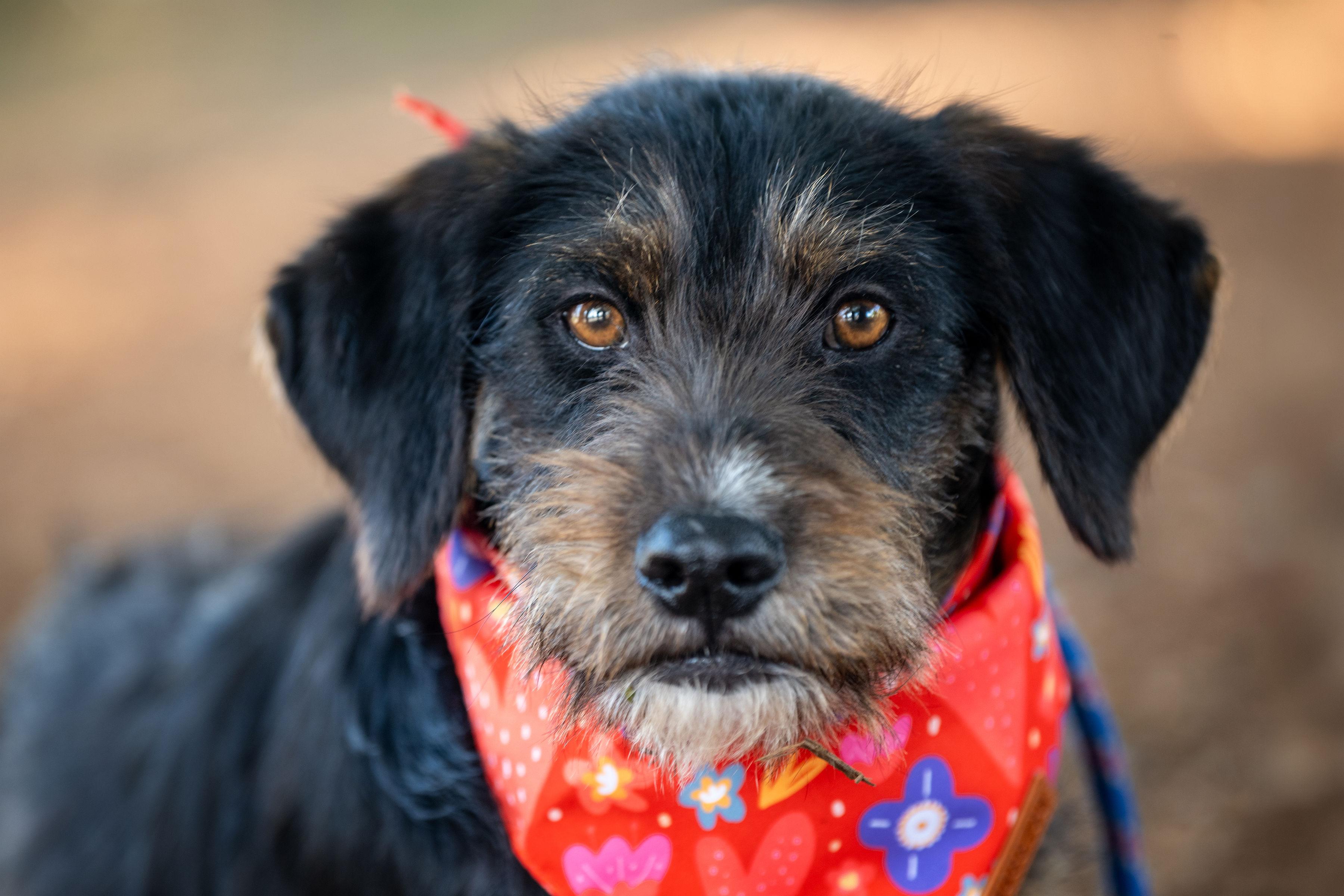 Chispa, ADOPTABLE, Young Female Terrier.