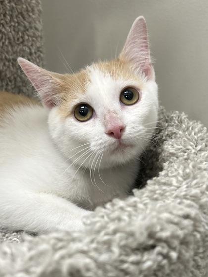 Enlarge Ivy, a Adoptable Domestic Short Hair in Romeoville, IL image 1/2