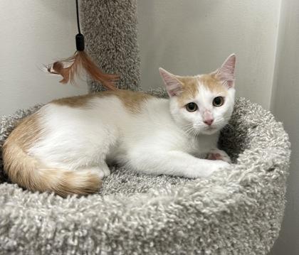 Enlarge Ivy, a Adoptable Domestic Short Hair in Romeoville, IL image 2/2