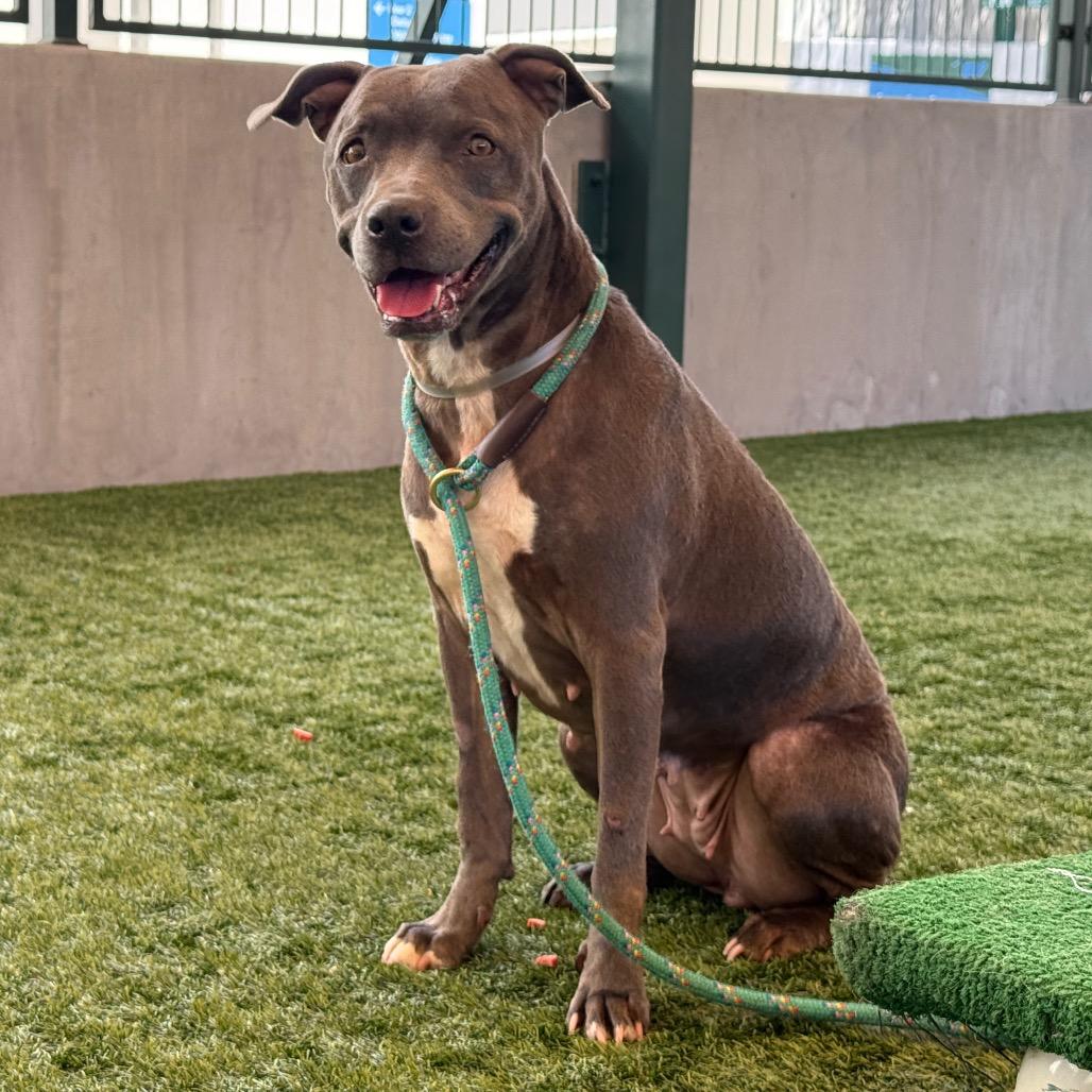 Rosie, a Adoptable mixed breed in Pasadena, CA image 1/6