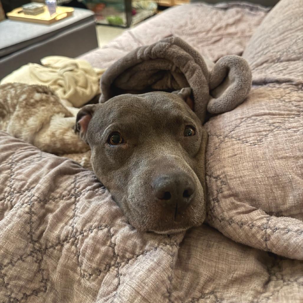 Rosie, a Adoptable mixed breed in Pasadena, CA image 2/6