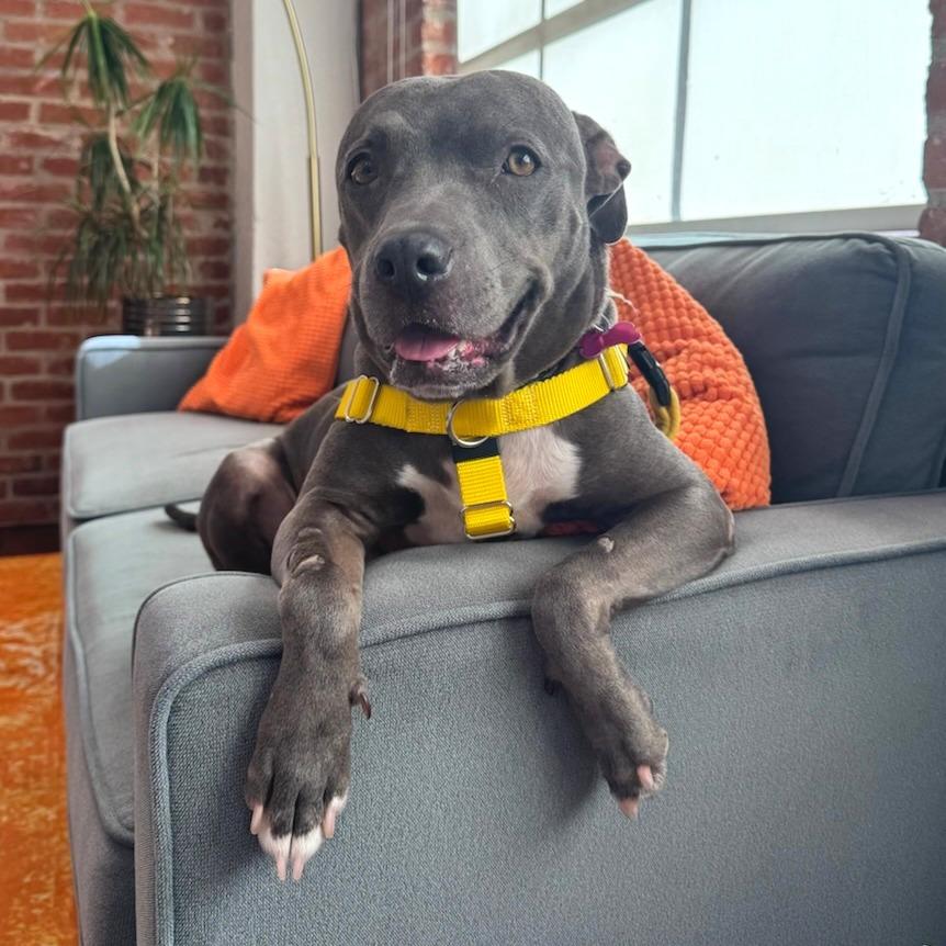 Rosie, a Adoptable mixed breed in Pasadena, CA image 5/6