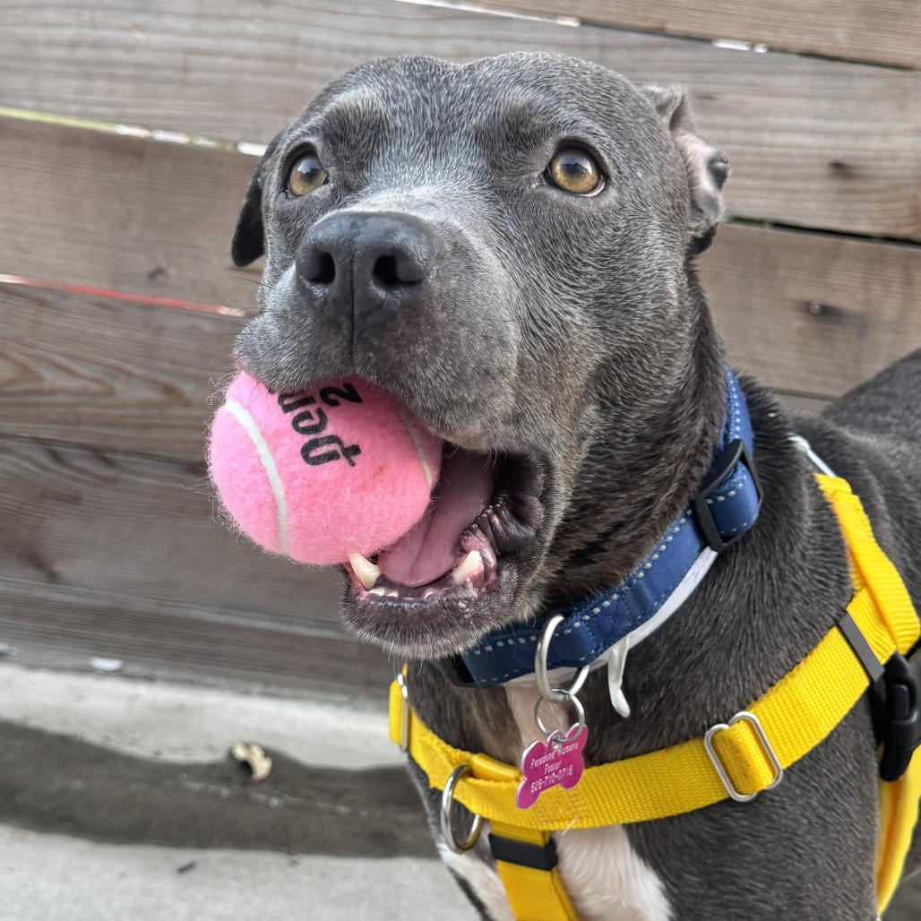 Rosie, a Adoptable mixed breed in Pasadena, CA image 6/6