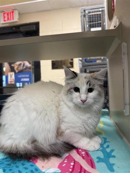 Enlarge Stephanie Soo, a Adoptable mixed breed in Hutchinson, KS image 1/3