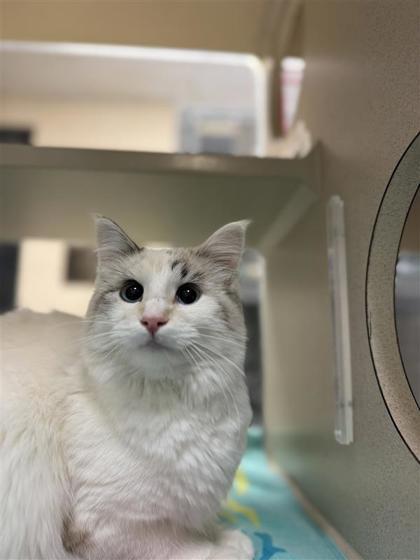 Enlarge Stephanie Soo, a Adoptable mixed breed in Hutchinson, KS image 3/3