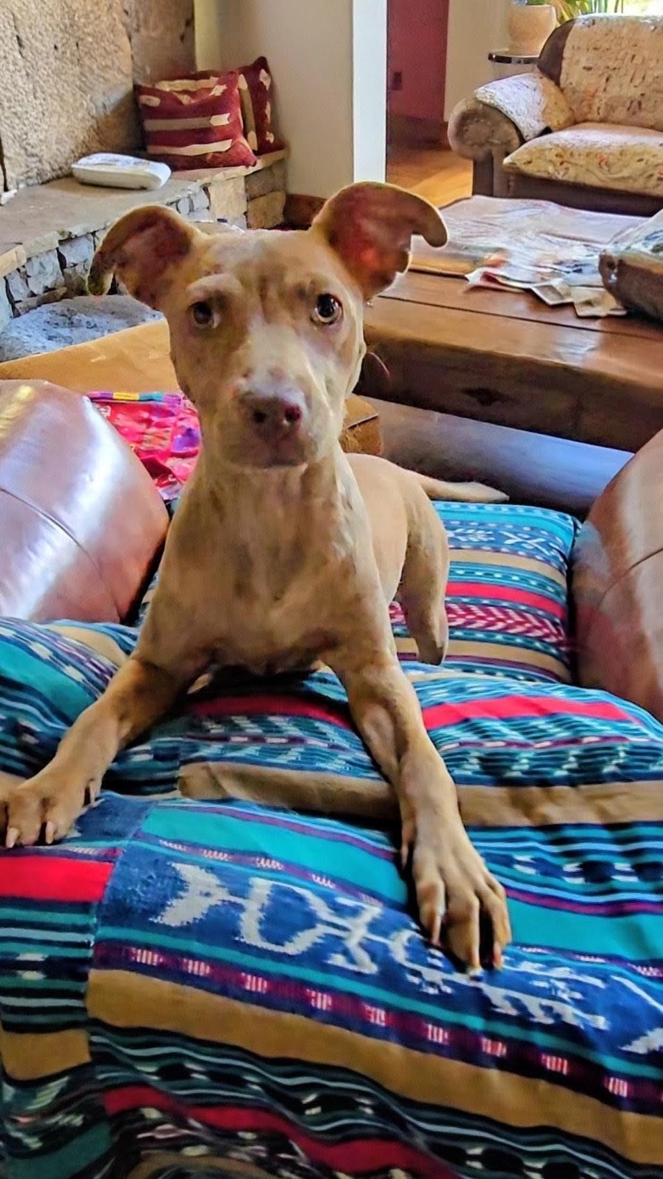 Enlarge Kiwi, a Adoptable mixed breed in Evergreen, CO image 3/6