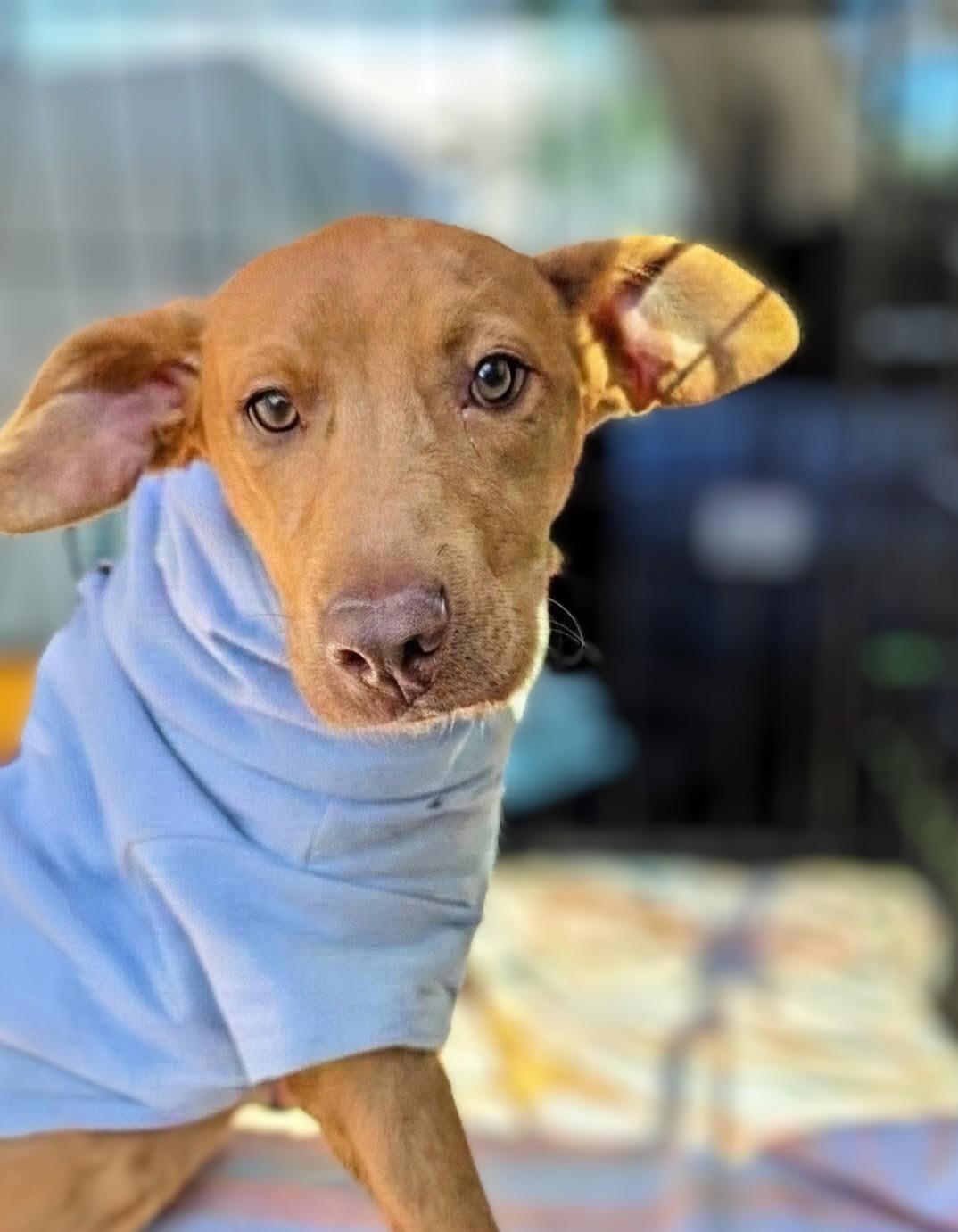 Princess, Adoptable, Young Female Mixed Breed & Retriever.