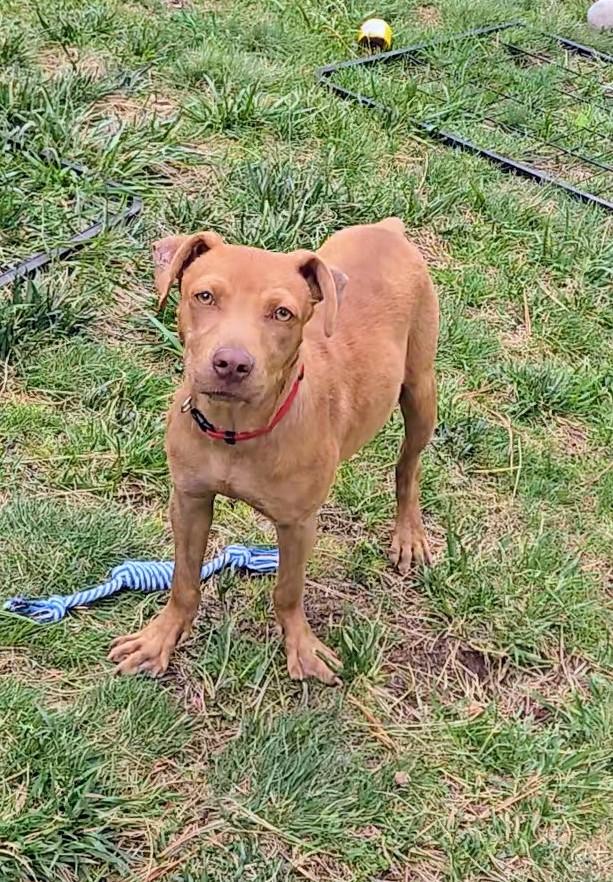 Princess, a Adoptable mixed breed in Evergreen, CO image 2/4