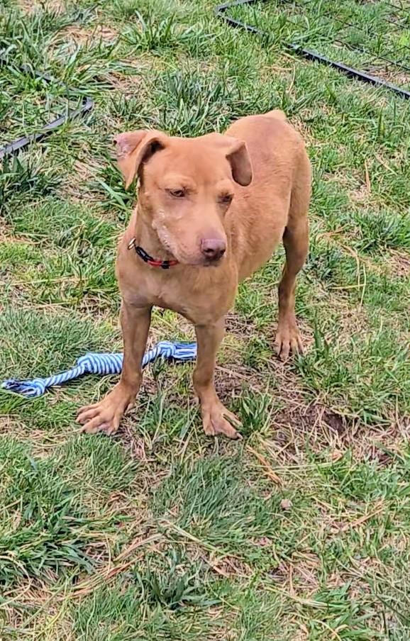 Princess, a Adoptable mixed breed in Evergreen, CO image 3/4