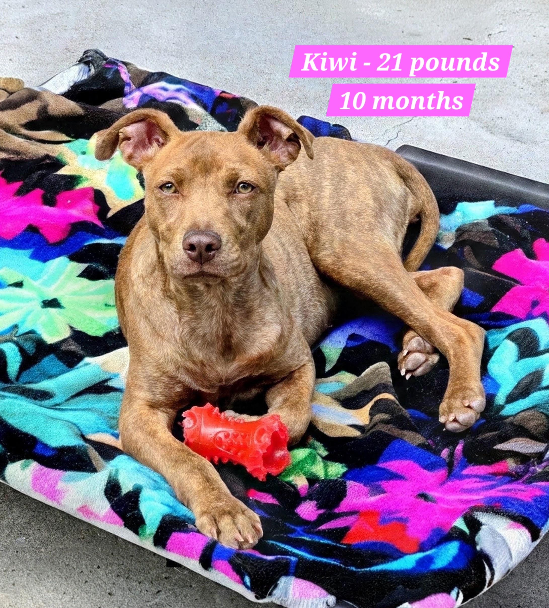 Enlarge Kiwi, a Adoptable mixed breed in Evergreen, CO image 1/6