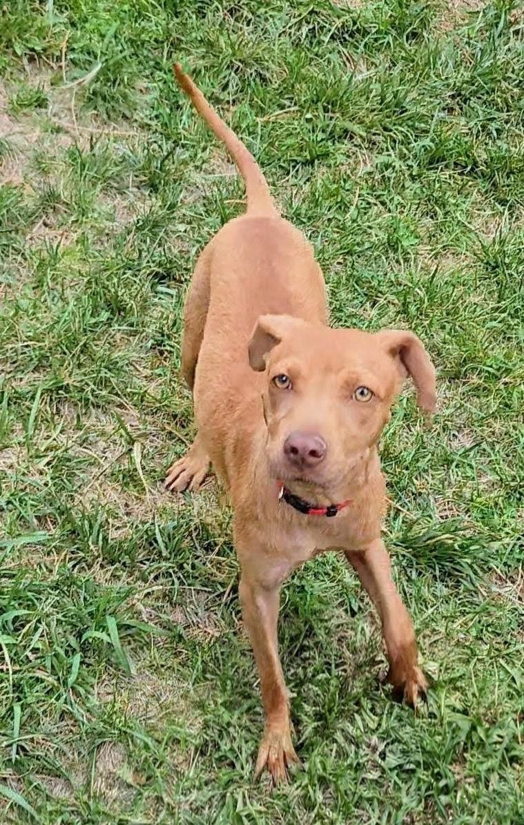 Princess, a Adoptable mixed breed in Evergreen, CO image 4/4