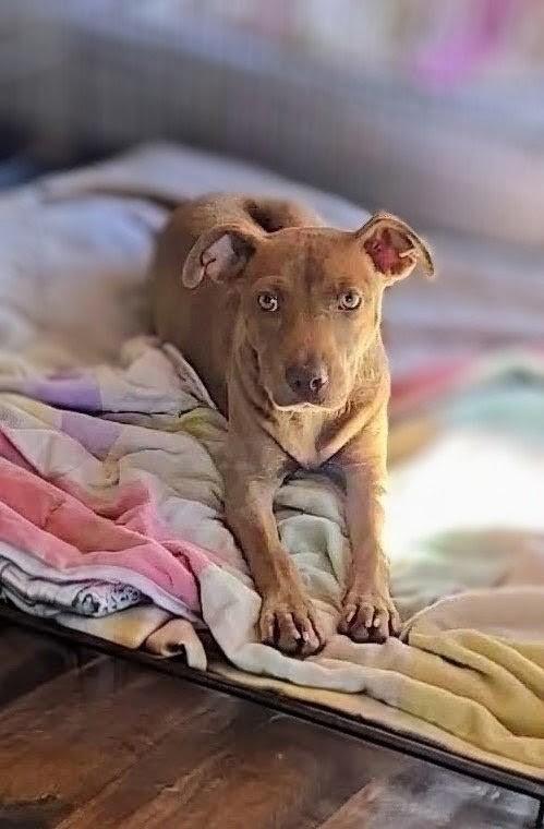 Enlarge Kiwi, a Adoptable mixed breed in Evergreen, CO image 5/6
