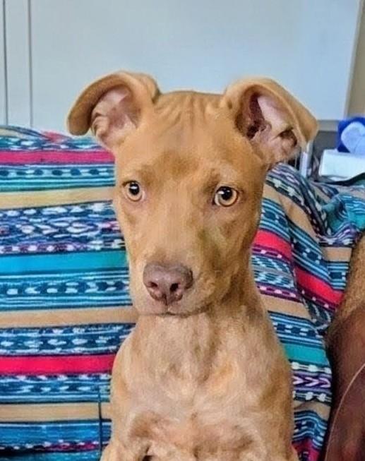 Enlarge Kiwi, a Adoptable mixed breed in Evergreen, CO image 6/6