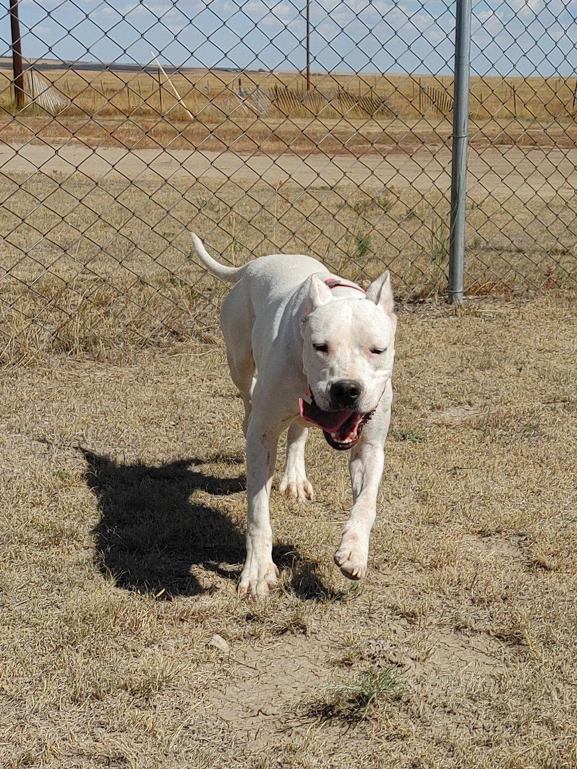 Shasta, Adoptable, Adult Female Dogo Argentino.
