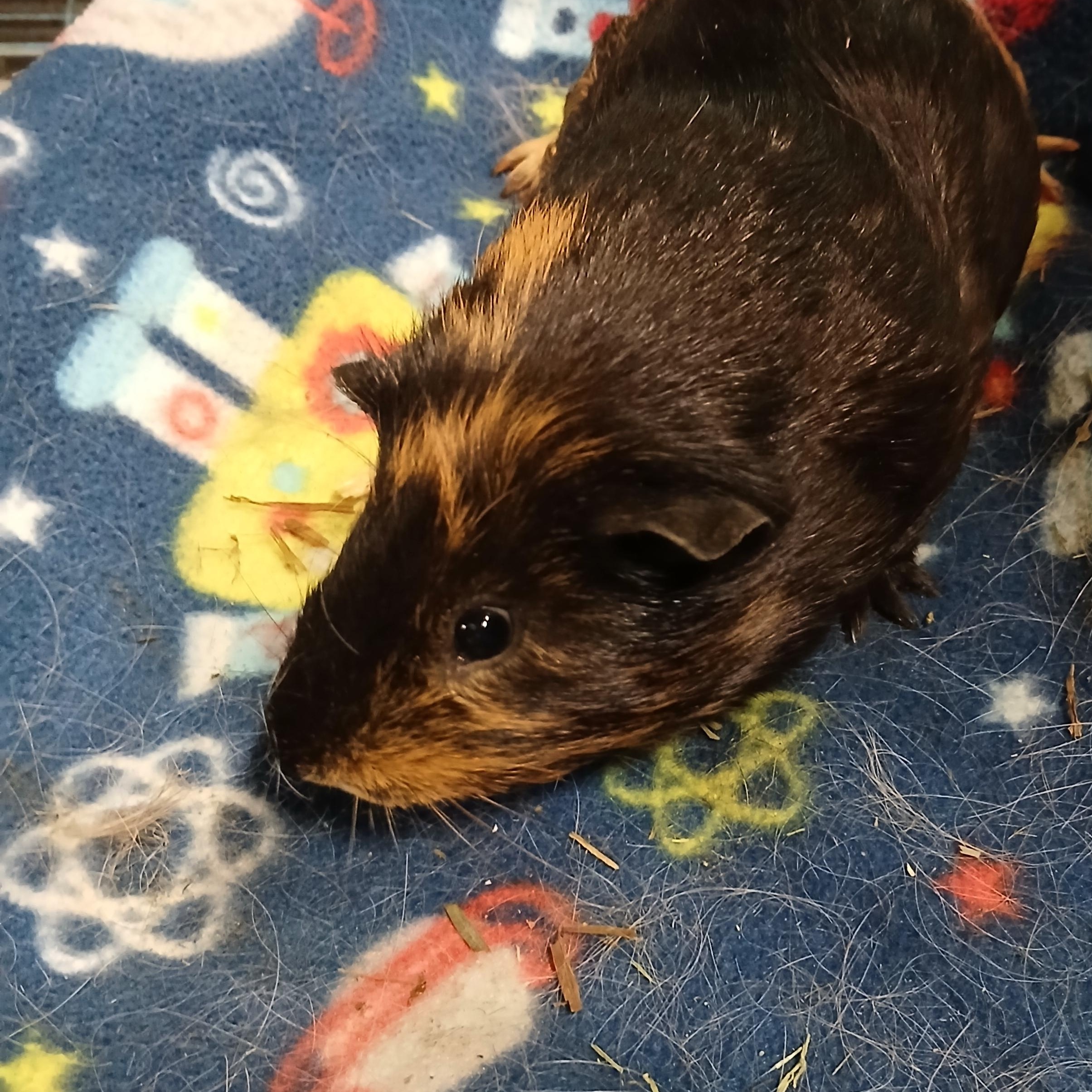 Kelsey, Adoptable, Adult Male Short-Haired.