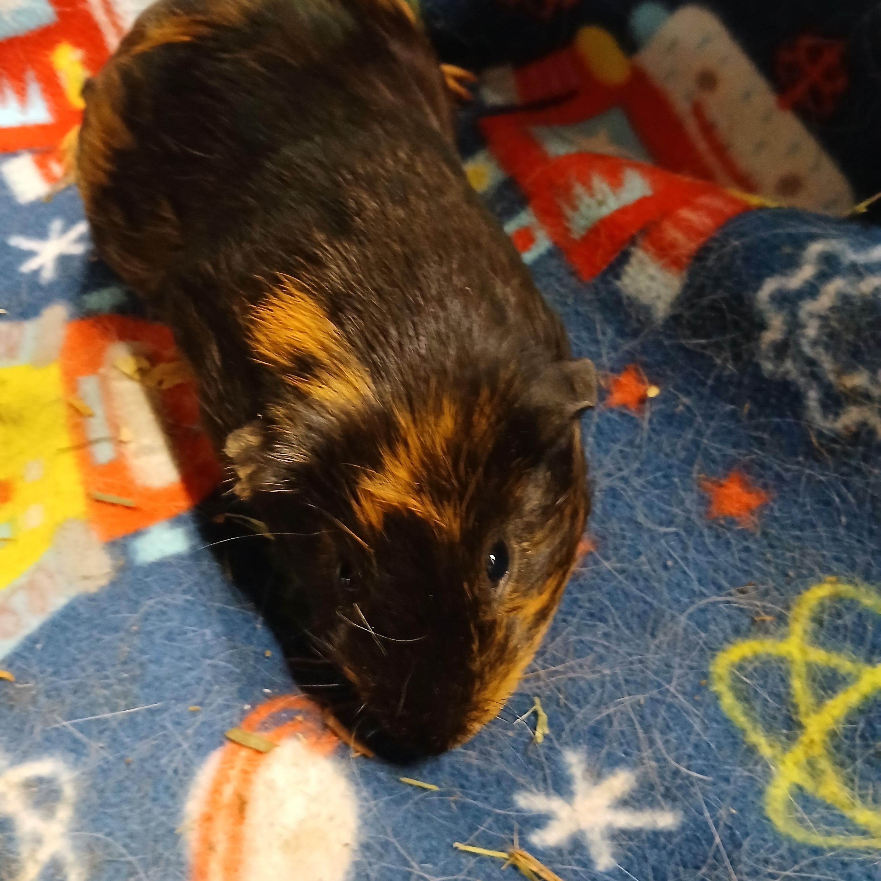 Enlarge Kelsey, a Adoptable Short-Haired in Dearborn, MO image 3/3