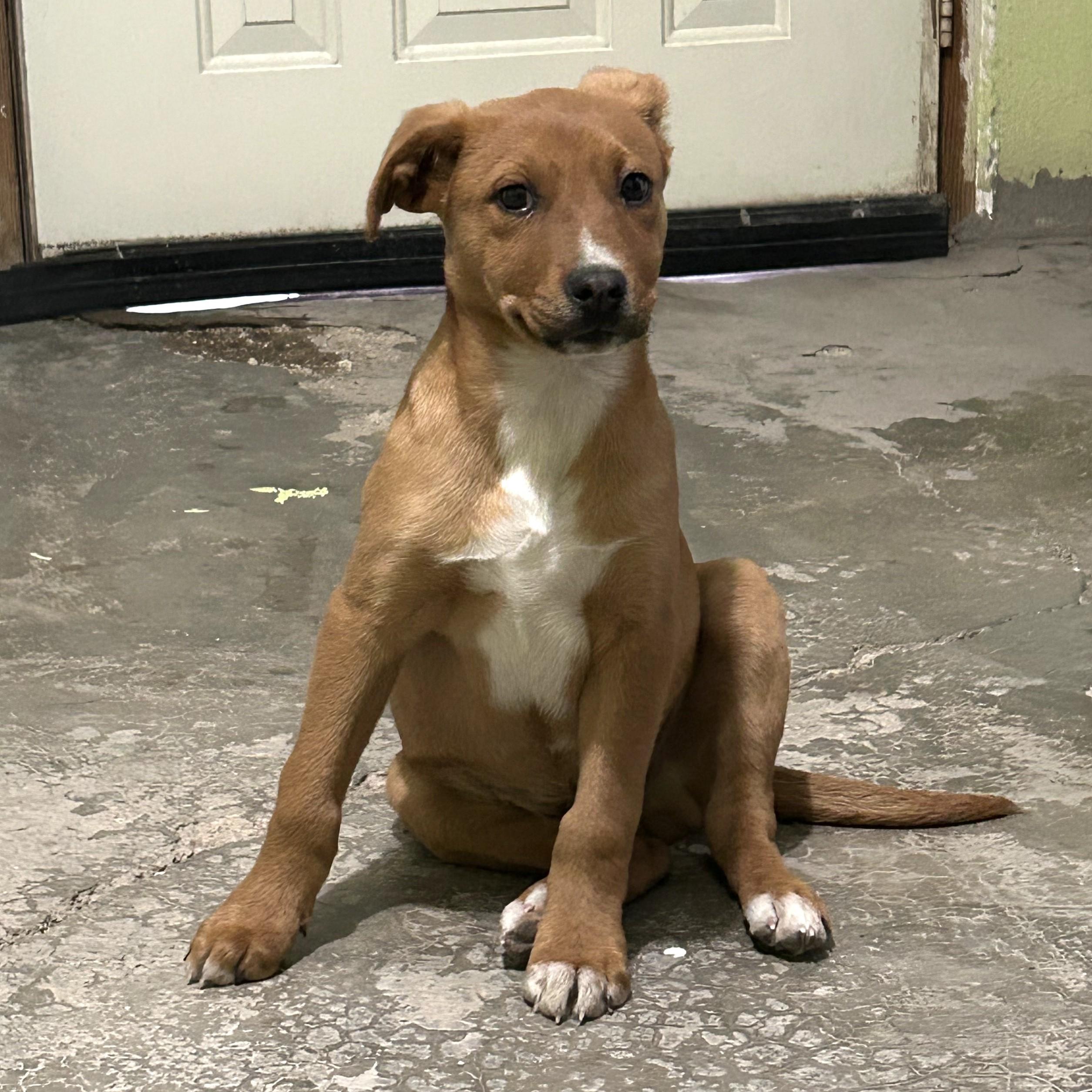 Jinu — thumbnail 2